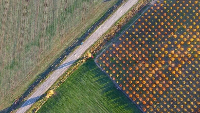 The geometry of cherry orchards in Melitopol - Cherries, Melitopol, Garden, Longpost