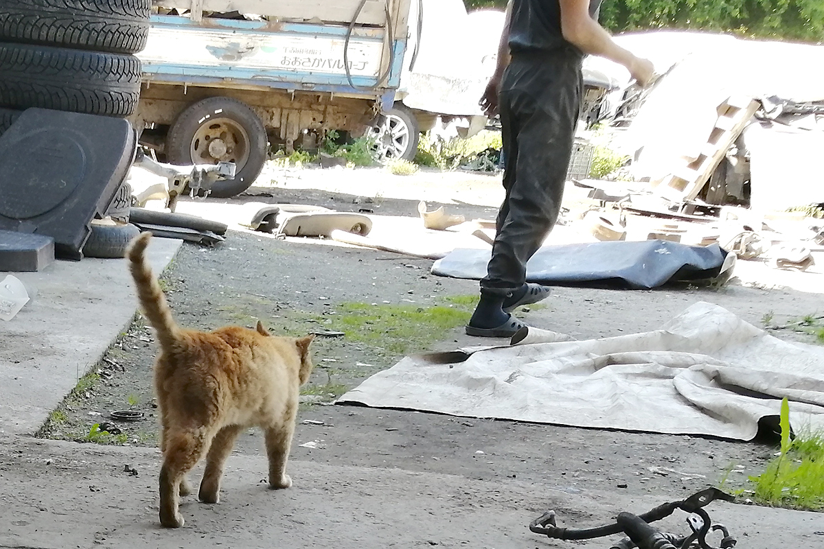 Red cat - My, cat, Redheads, Sausage, Longpost