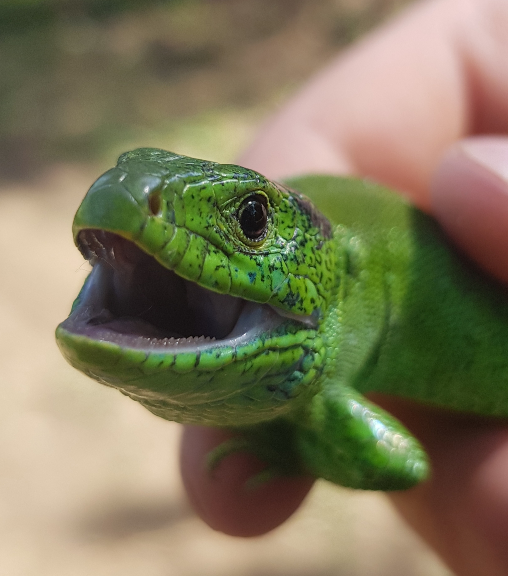 Lizard living in the country - My, Lizard, The nature of Russia, Zelenukha, The photo