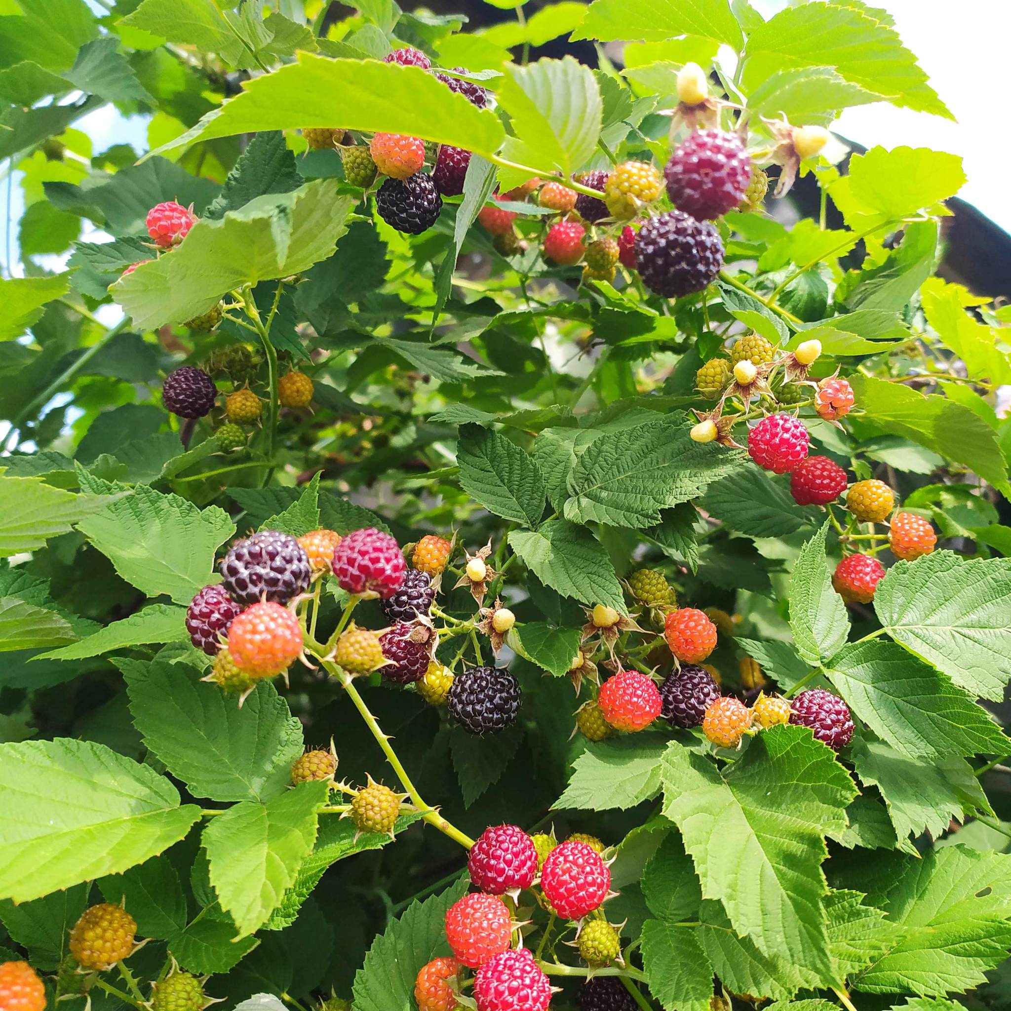 summer sun berries - pikabu.monster