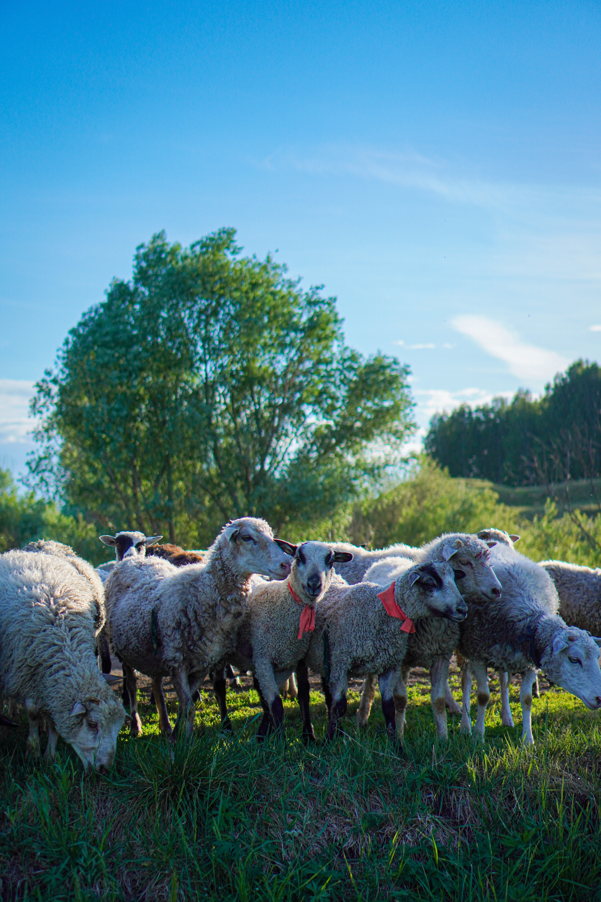 Sheeps - My, The photo, Sheeps, I want criticism, Village, Shashlik