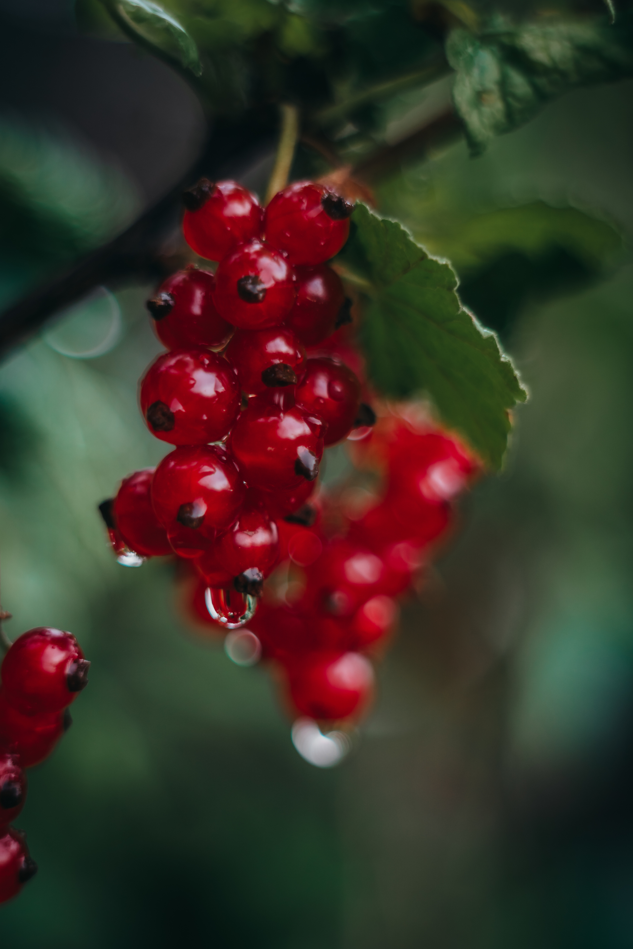 Walk in the garden - My, The photo, Nature, Raspberries, Cherry, Longpost