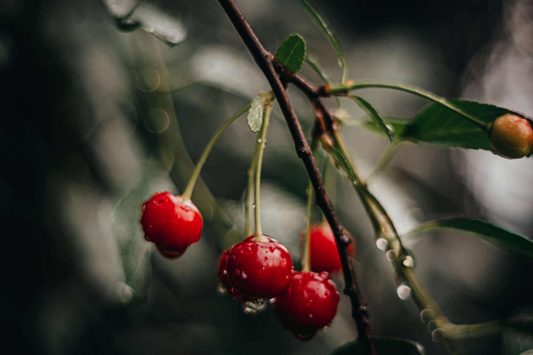 Walk in the garden - My, The photo, Nature, Raspberries, Cherry, Longpost