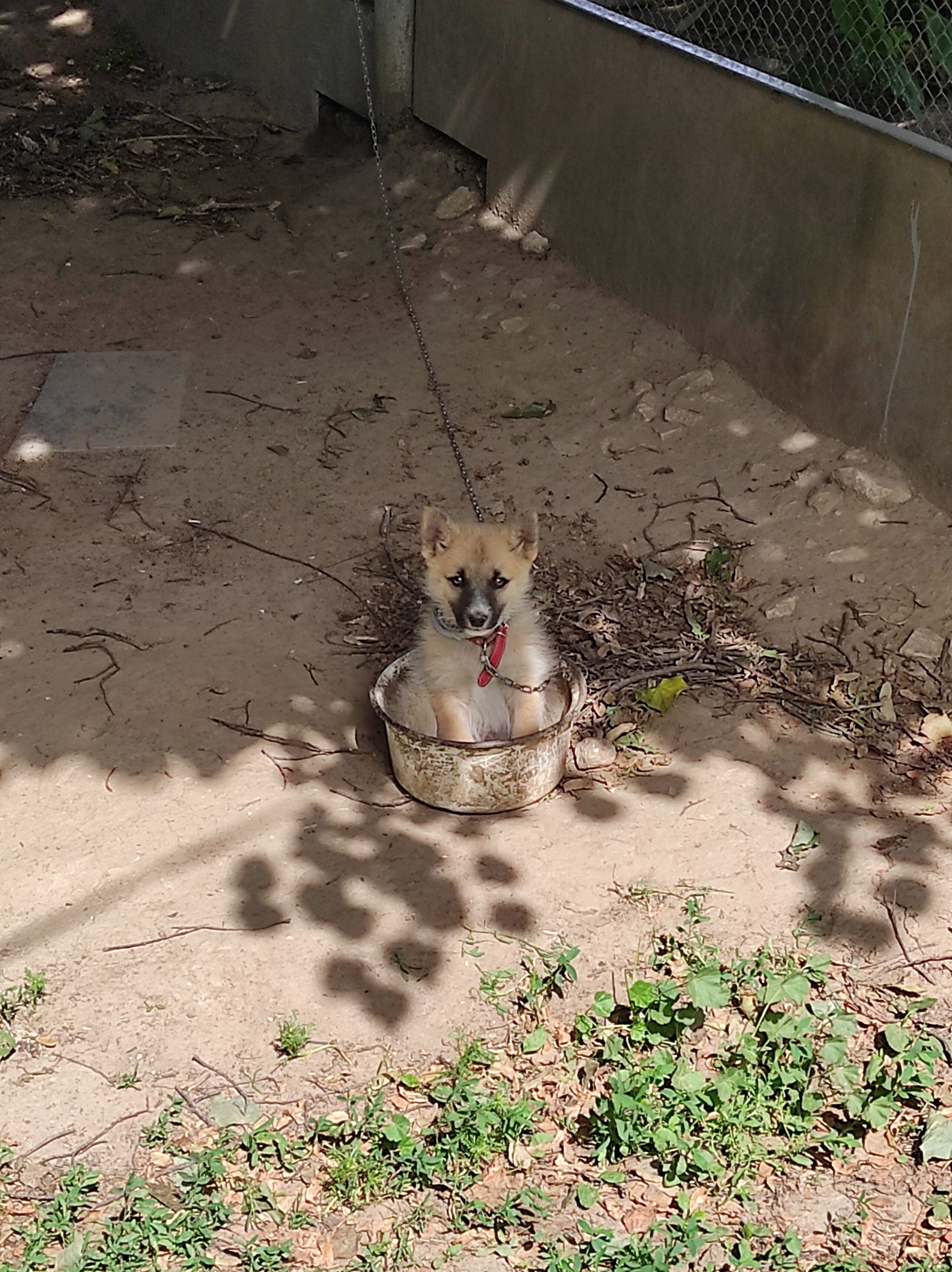 Tiger in a teapot - My, Dog, Pets, Puppies