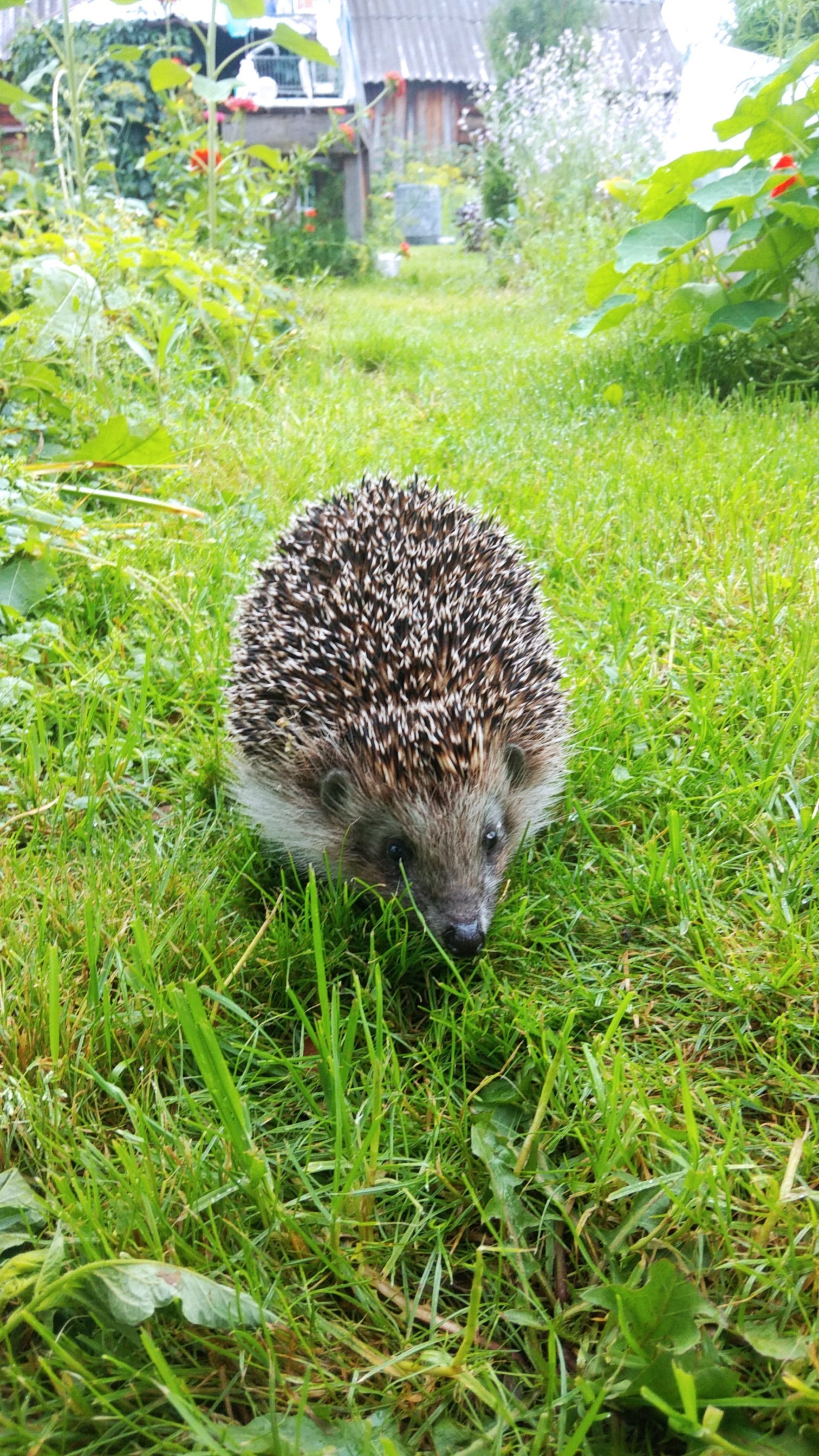 Uninvited guest) - My, Hedgehog, Dacha, Animals, The photo