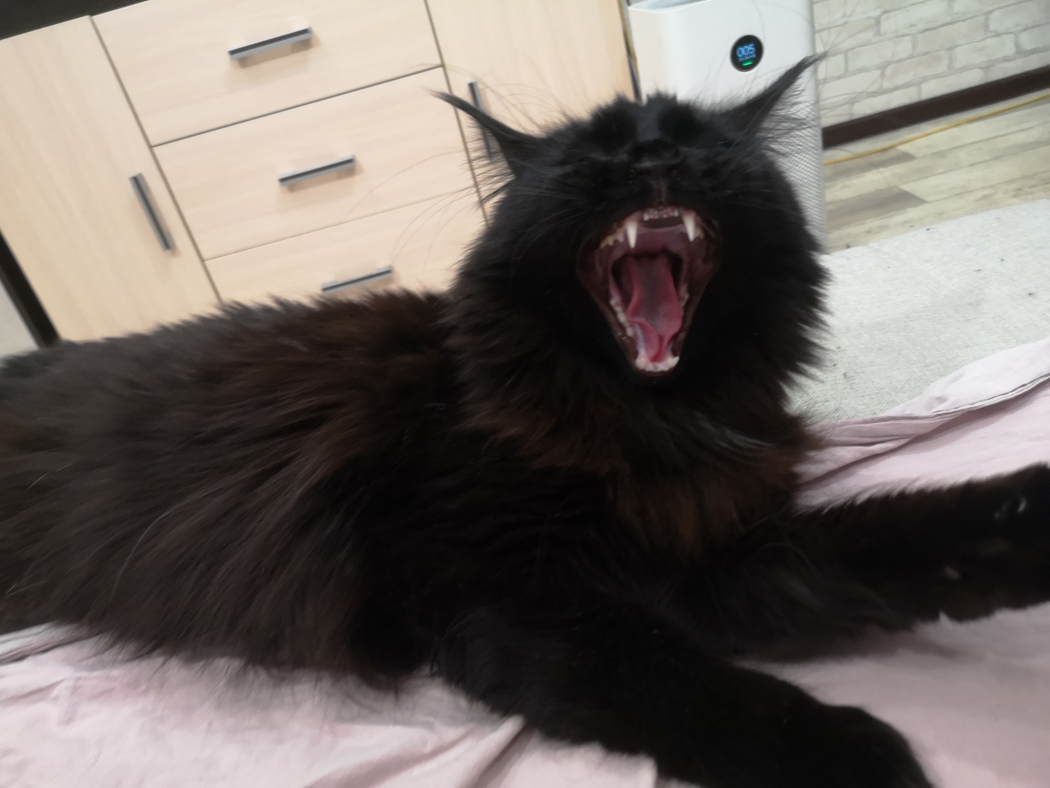 May Coon mouth - My, May-Kun, cat, Milota, Pets, To fall, Maine Coon, Black cat, Fluffy