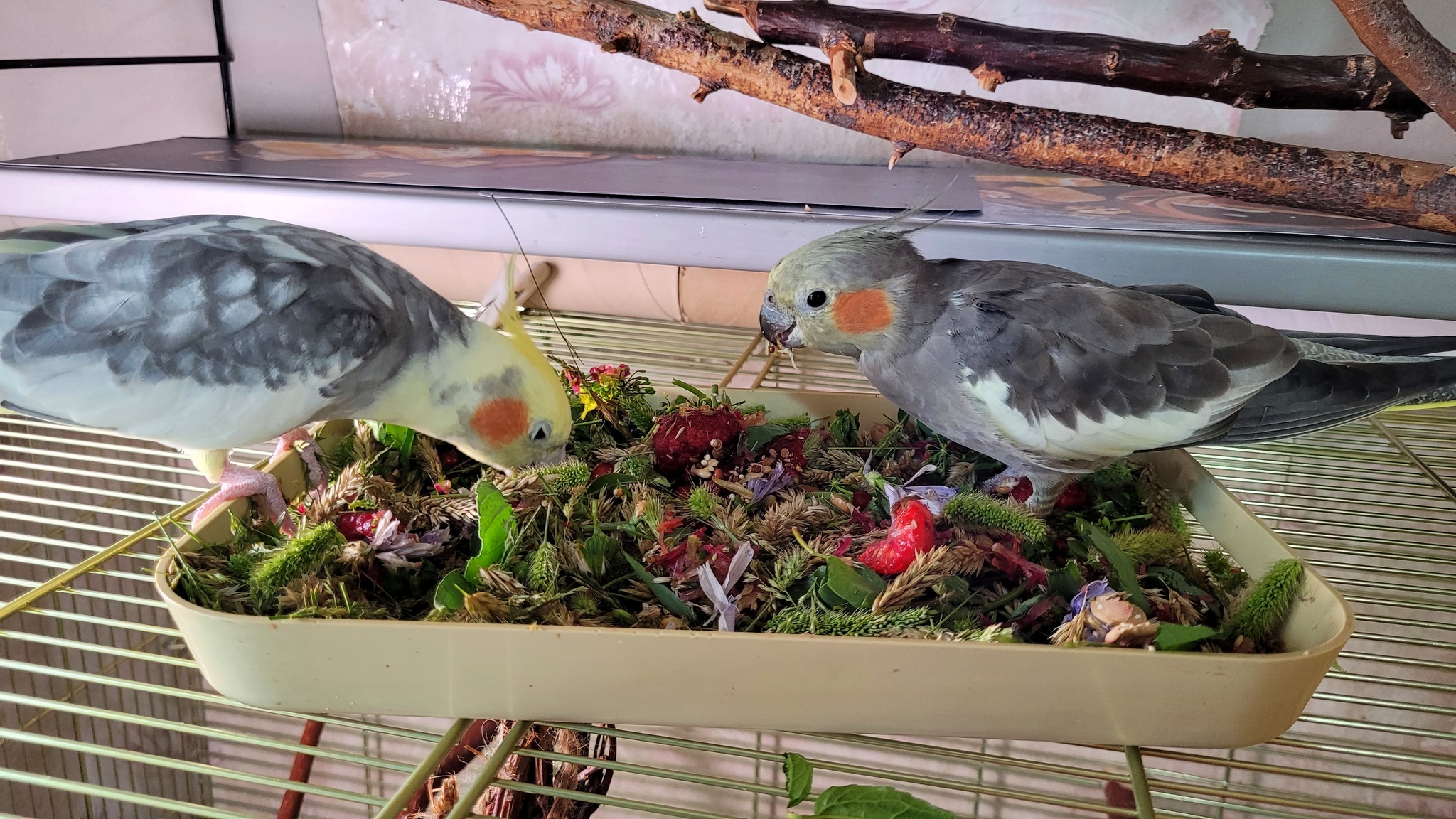 These are the goodies we ate over the weekend - My, A parrot, Sparrow, Corella Bonya and Yasha, Sparrow Tosha, Greenery, The diet, Summer, Longpost, Birds