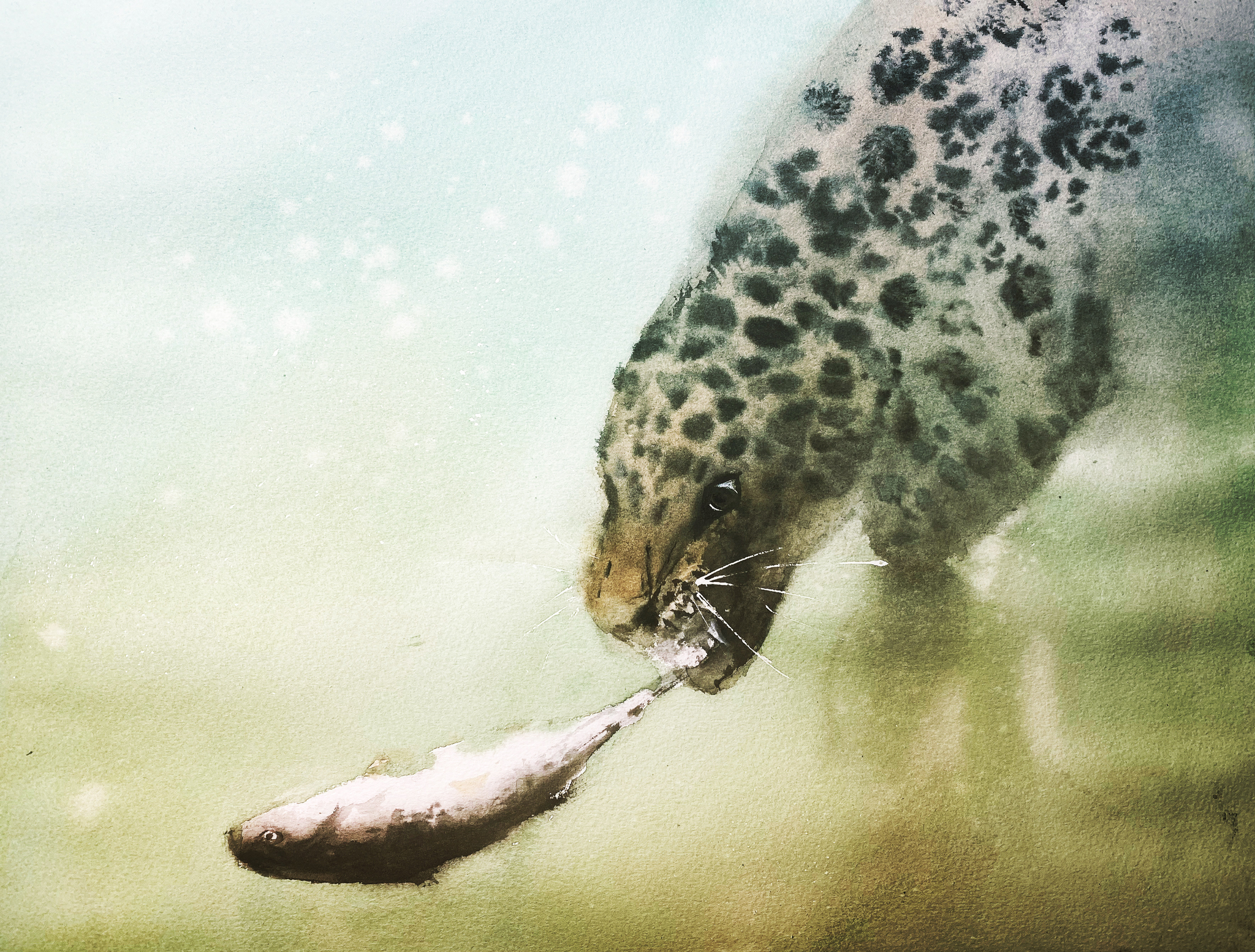 Underwater hunting. - My, Watercolor, Drawing, Big cats