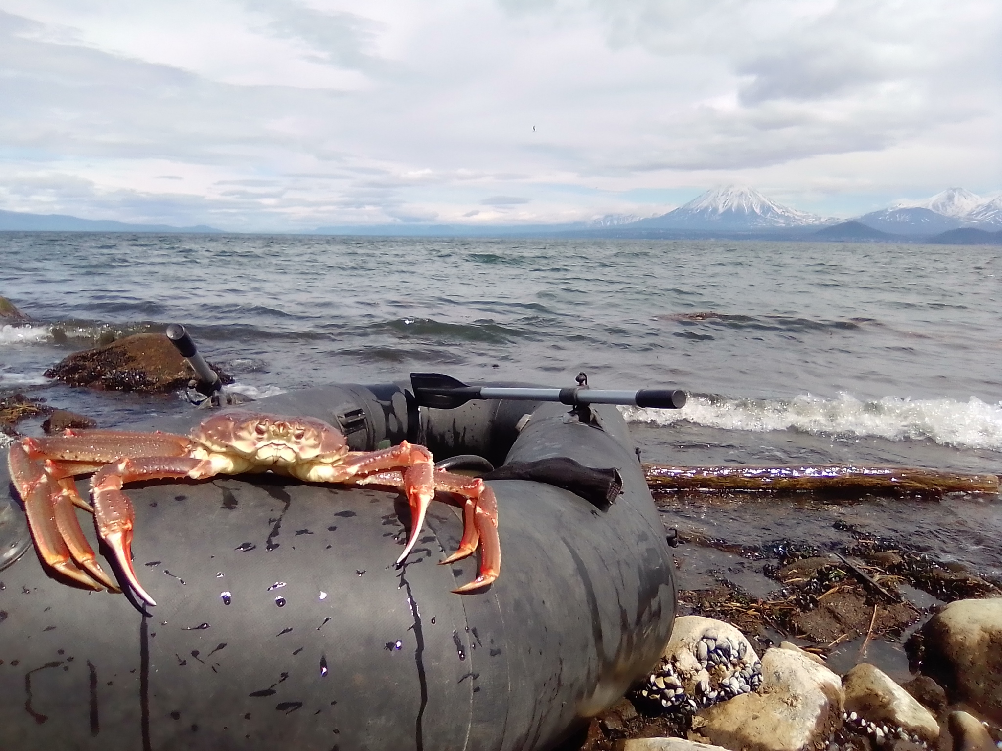 Decided to catch a crab - My, Kamchatka, King crab, Leisure, Fishing, Crab, Longpost