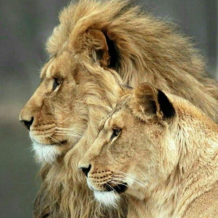 serious couple) - a lion, Lioness, Big cats, Cat family, Milota, Wild animals