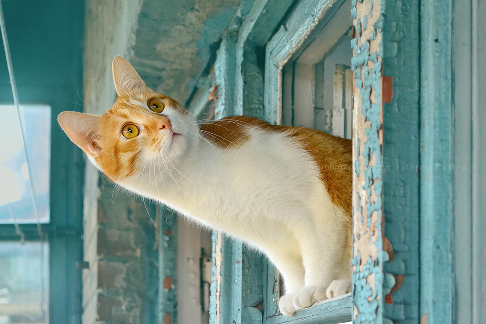 Любопытство - не порок... - Кот, Окно