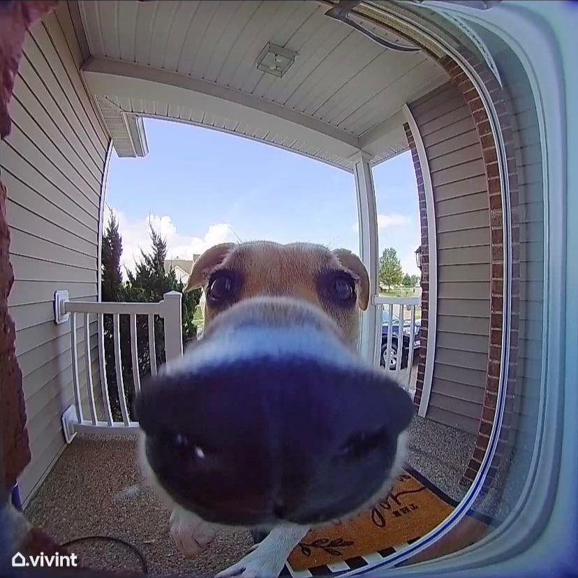 The dog studied how the peephole works - Dog, Peephole, Doorbell, Video monitoring, Nose