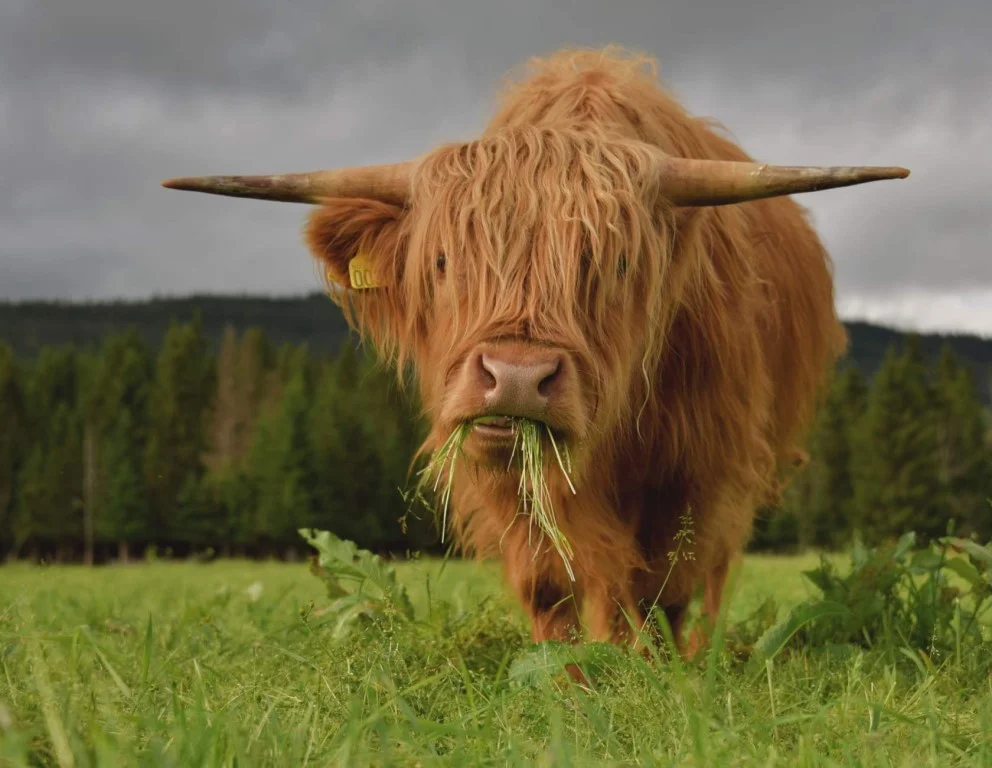 Highland: Cows that even survive Russian winters. How harsh conditions turned a cow into a chubak - Cow, Pets, Scotland, Animal book, Yandex Zen, Longpost