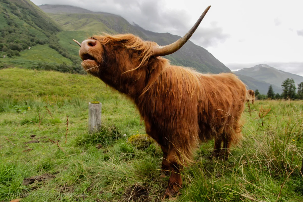 Highland: Cows that even survive Russian winters. How harsh conditions turned a cow into a chubak - Cow, Pets, Scotland, Animal book, Yandex Zen, Longpost