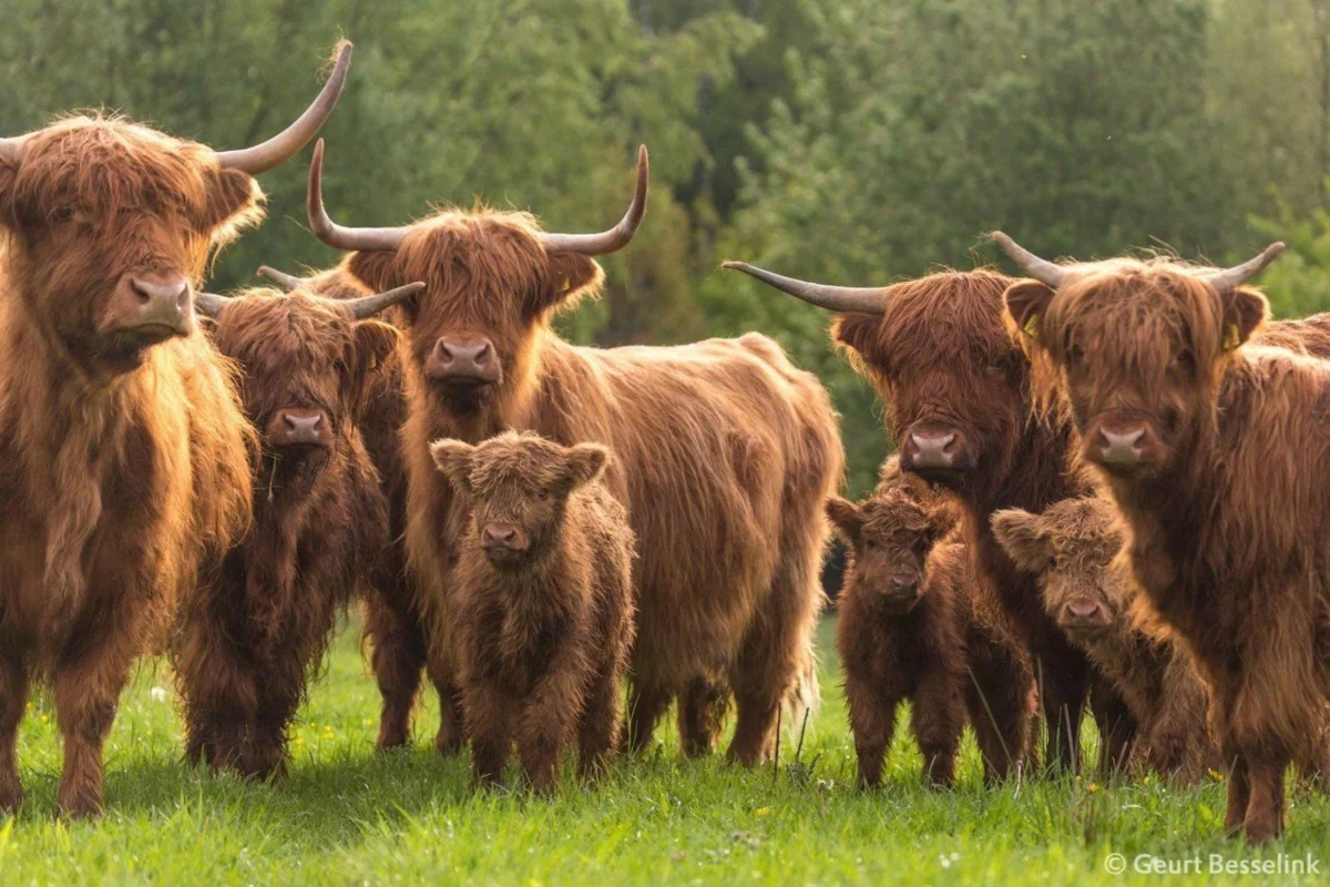 Highland: Cows that even survive Russian winters. How harsh conditions turned a cow into a chubak - Cow, Pets, Scotland, Animal book, Yandex Zen, Longpost