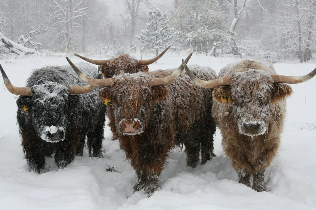 Highland: Cows that even survive Russian winters. How harsh conditions turned a cow into a chubak - Cow, Pets, Scotland, Animal book, Yandex Zen, Longpost