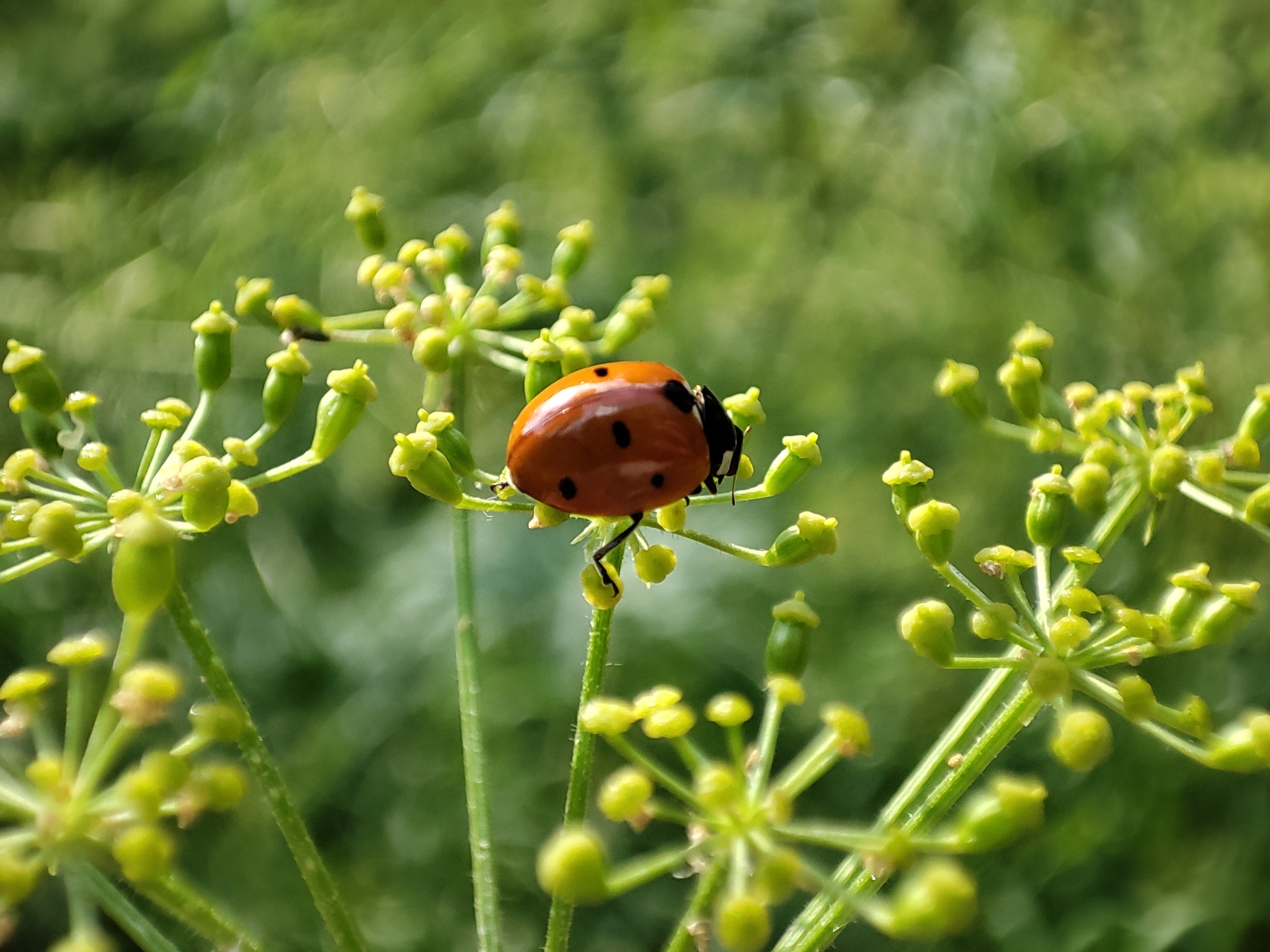 Macro on the phone - My, Macro photography, ladybug, Mobile photography