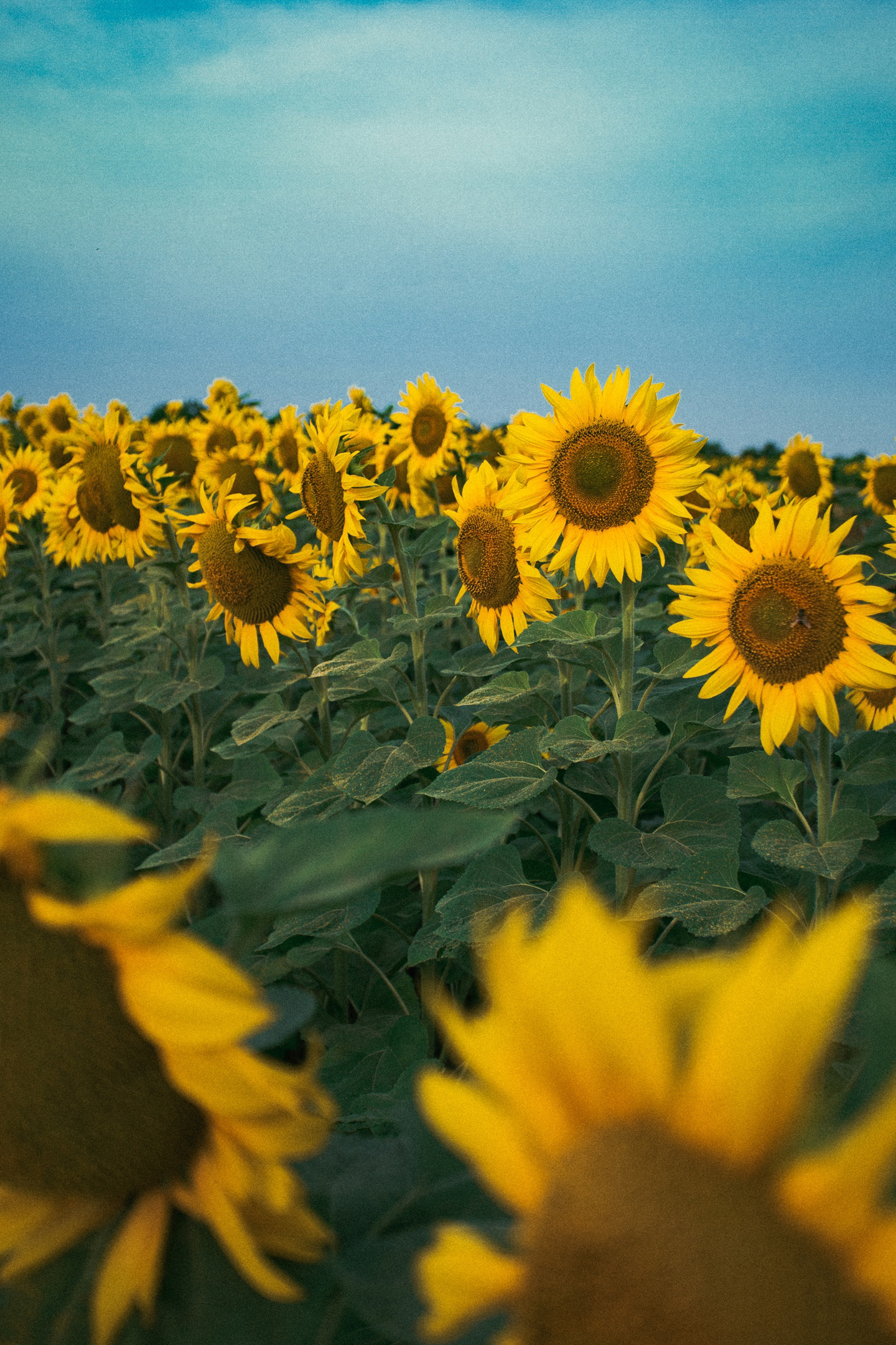 Thousand suns - My, Summer, Sunflower, Field, The photo, Longpost