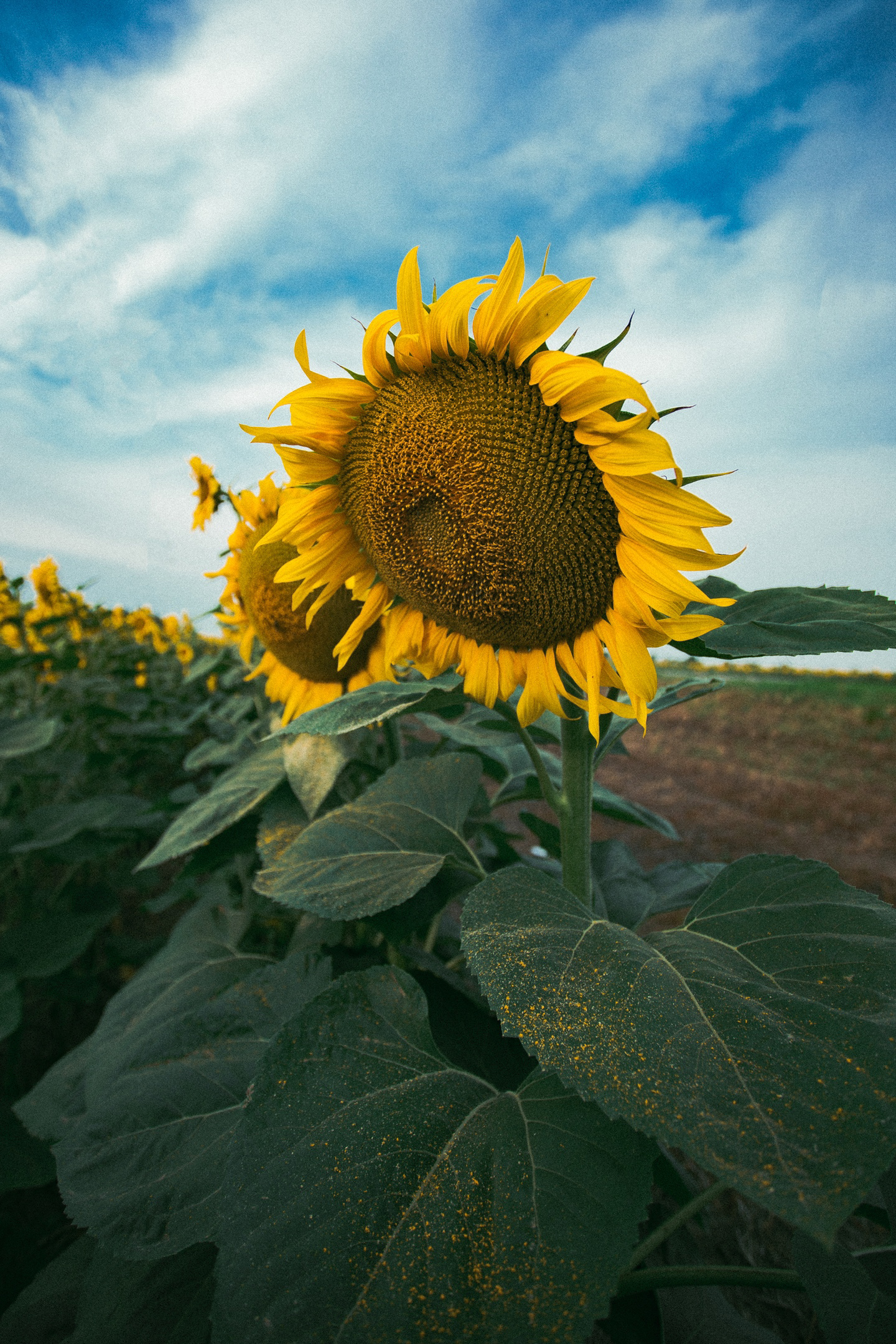 Thousand suns - My, Summer, Sunflower, Field, The photo, Longpost