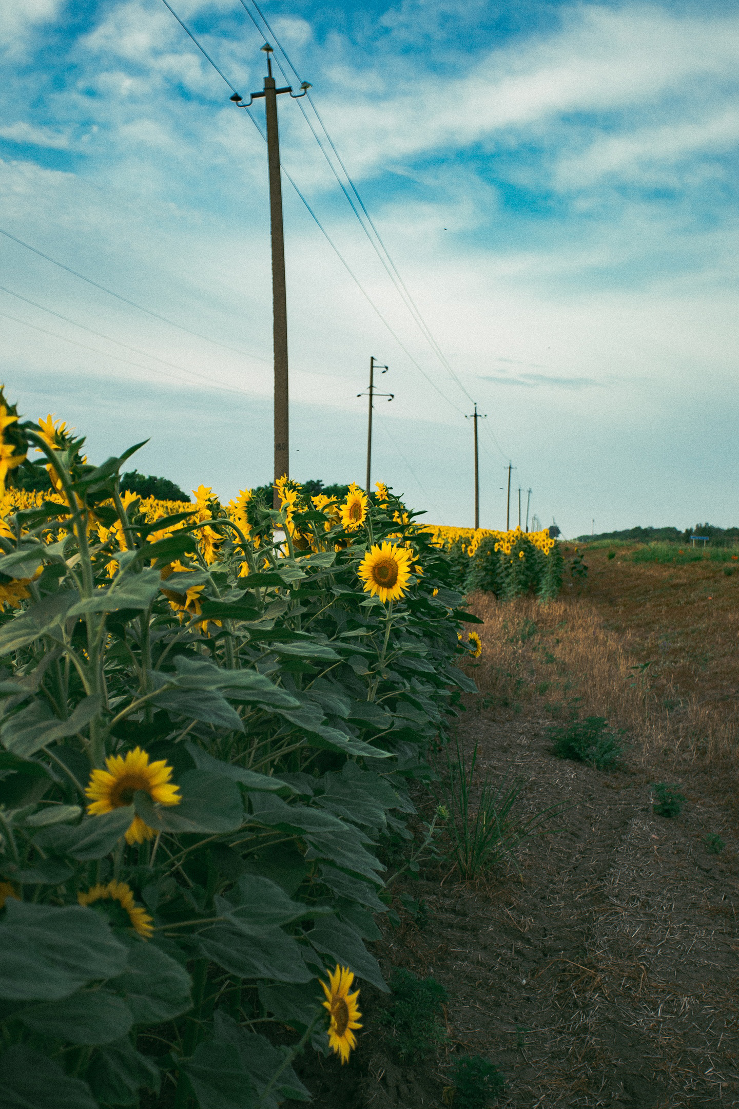 Thousand suns - My, Summer, Sunflower, Field, The photo, Longpost