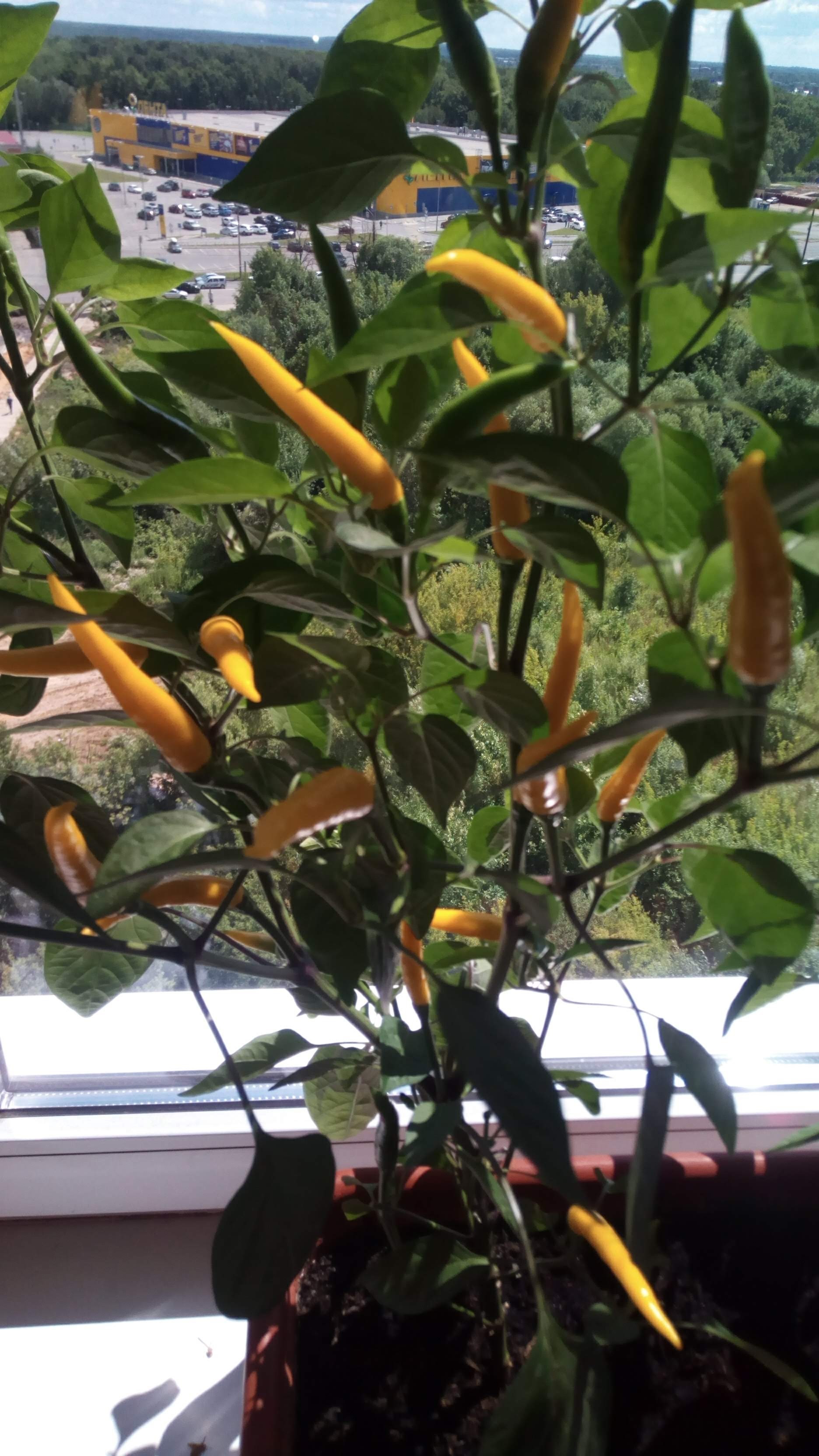 This is the kind of Cayenne happiness that came to me :) - My, Hot peppers, Chilli