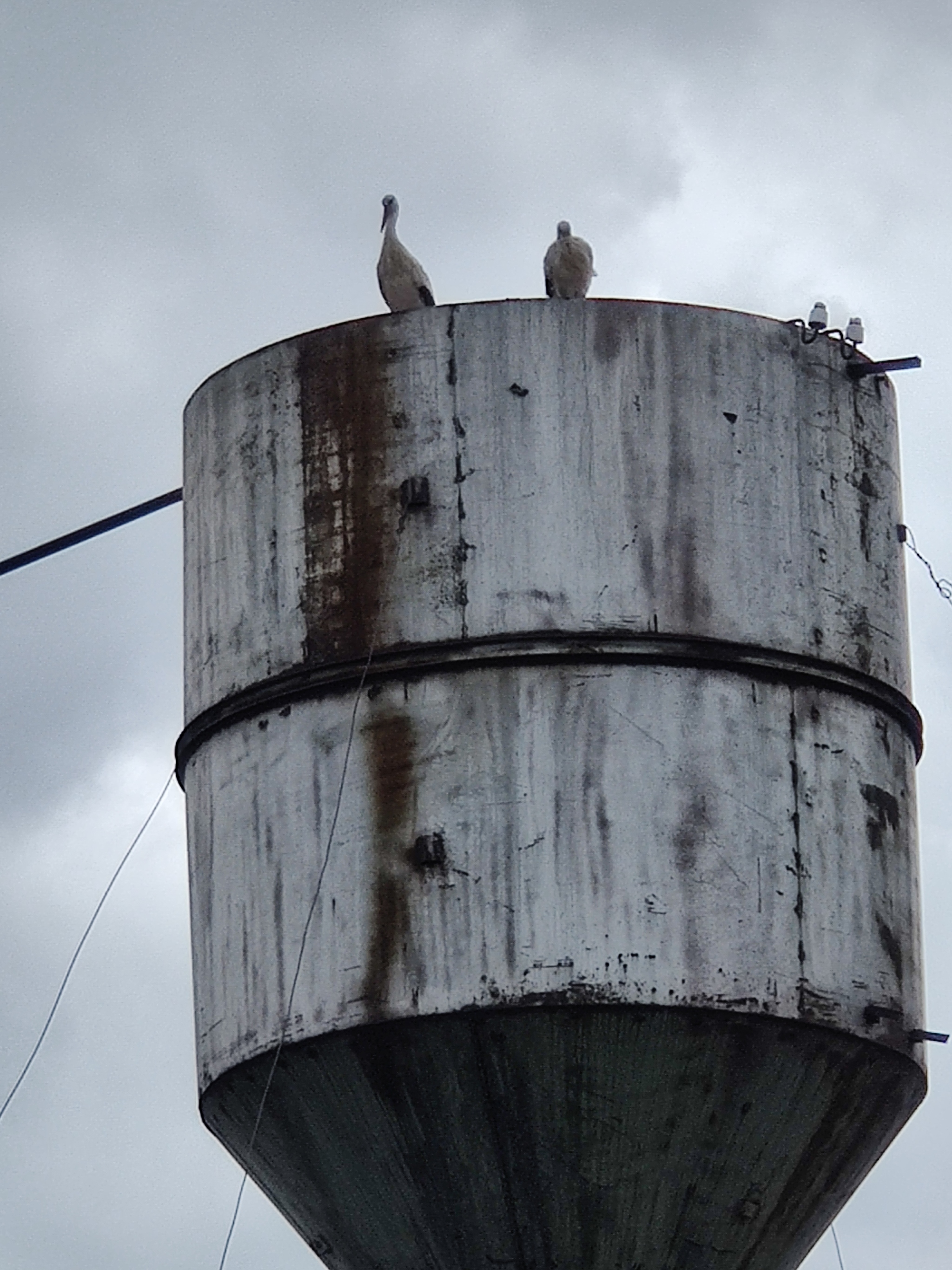 Nonhumans - My, Birds, Stork, The photo, Negative, Longpost, Ryazan, Ryazan Oblast