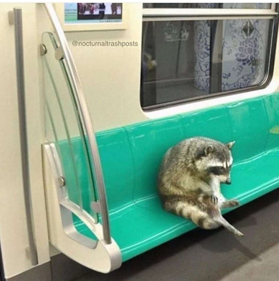 Monday is a tough day - Raccoon, Metro, The photo, Photoshop