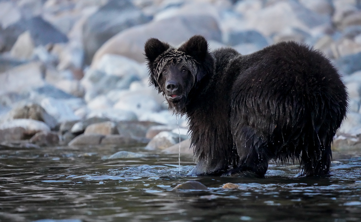 Bear emotions and mother's instructions - The Bears, Artur Murzakhanov, The photo, Emotions, Longpost, Wild animals