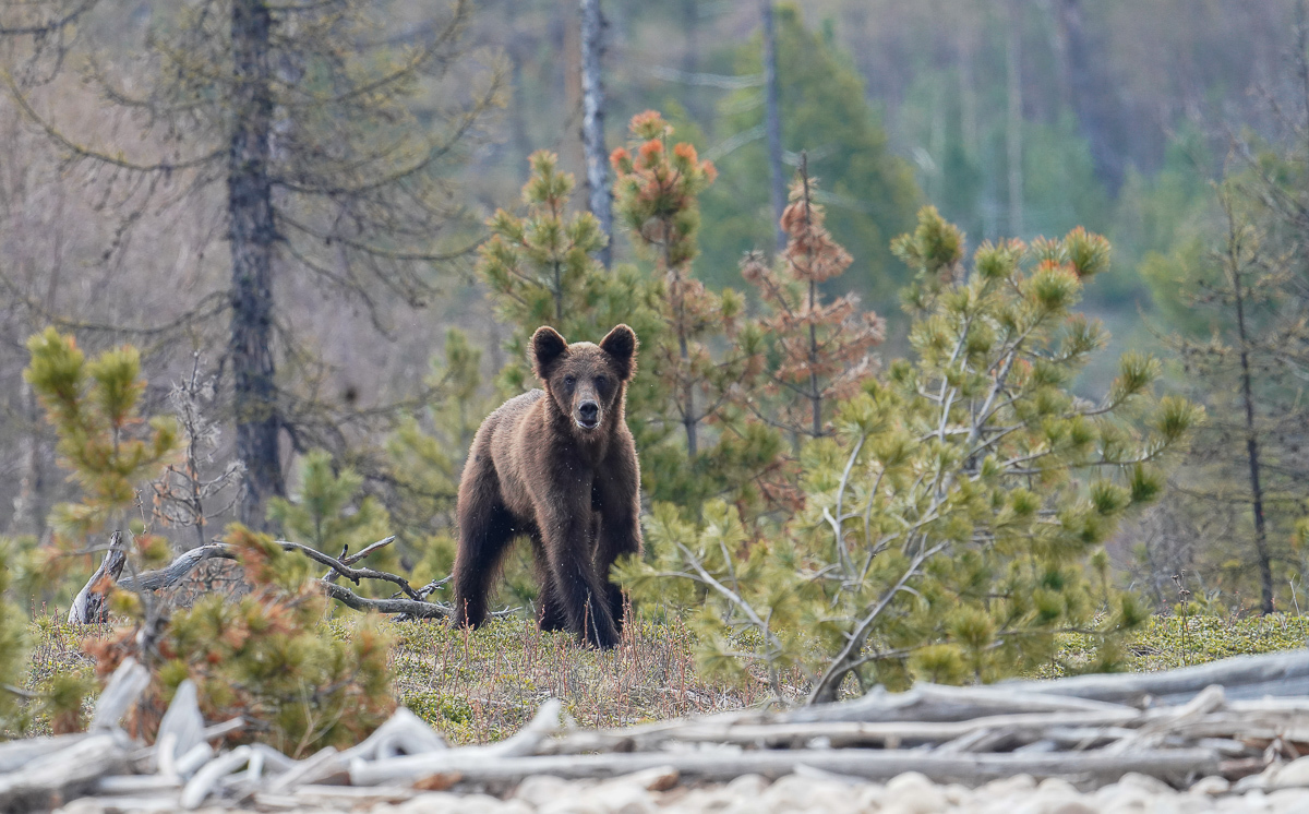 Bear emotions and mother's instructions - The Bears, Artur Murzakhanov, The photo, Emotions, Longpost, Wild animals