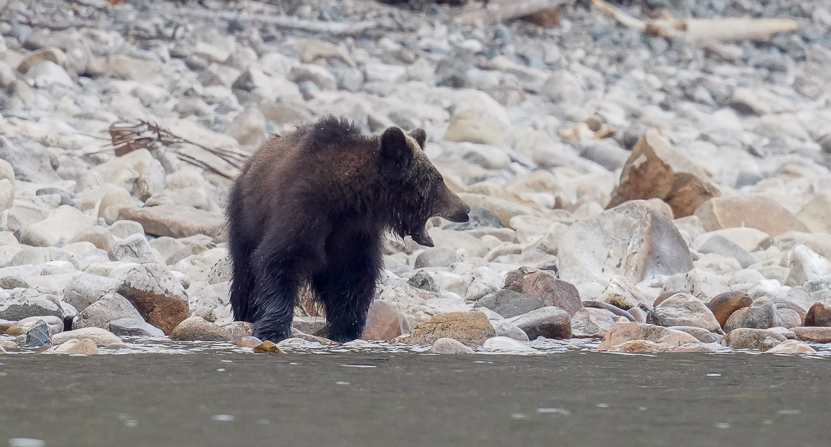 Bear emotions and mother's instructions - The Bears, Artur Murzakhanov, The photo, Emotions, Longpost, Wild animals