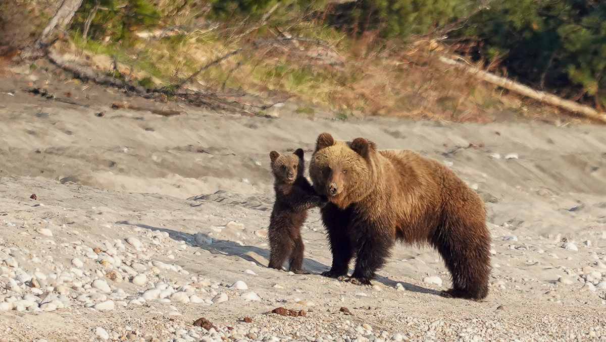 Bear emotions and mother's instructions - The Bears, Artur Murzakhanov, The photo, Emotions, Longpost, Wild animals