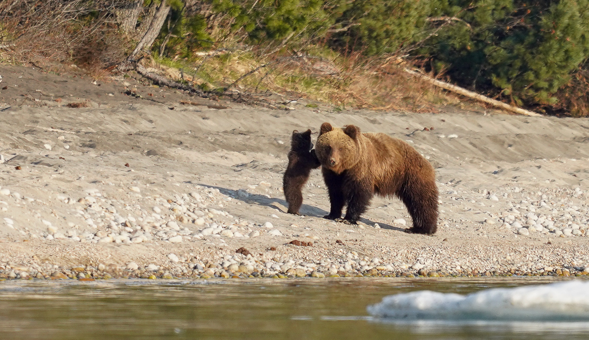 Bear emotions and mother's instructions - The Bears, Artur Murzakhanov, The photo, Emotions, Longpost, Wild animals