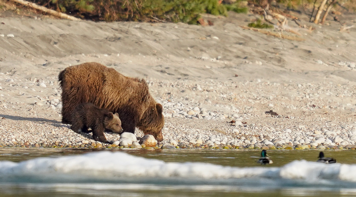 Bear emotions and mother's instructions - The Bears, Artur Murzakhanov, The photo, Emotions, Longpost, Wild animals