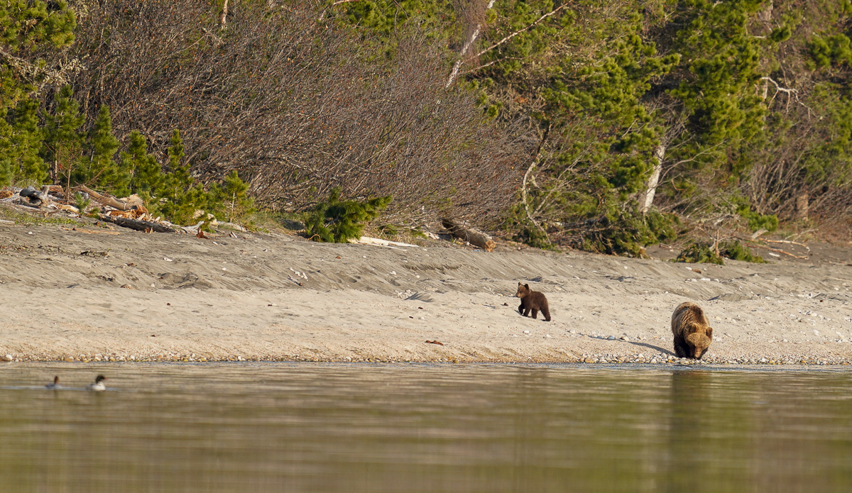 Bear emotions and mother's instructions - The Bears, Artur Murzakhanov, The photo, Emotions, Longpost, Wild animals