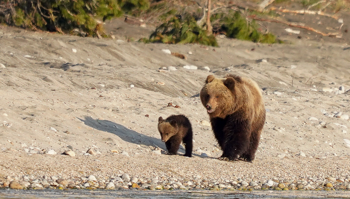 Bear emotions and mother's instructions - The Bears, Artur Murzakhanov, The photo, Emotions, Longpost, Wild animals