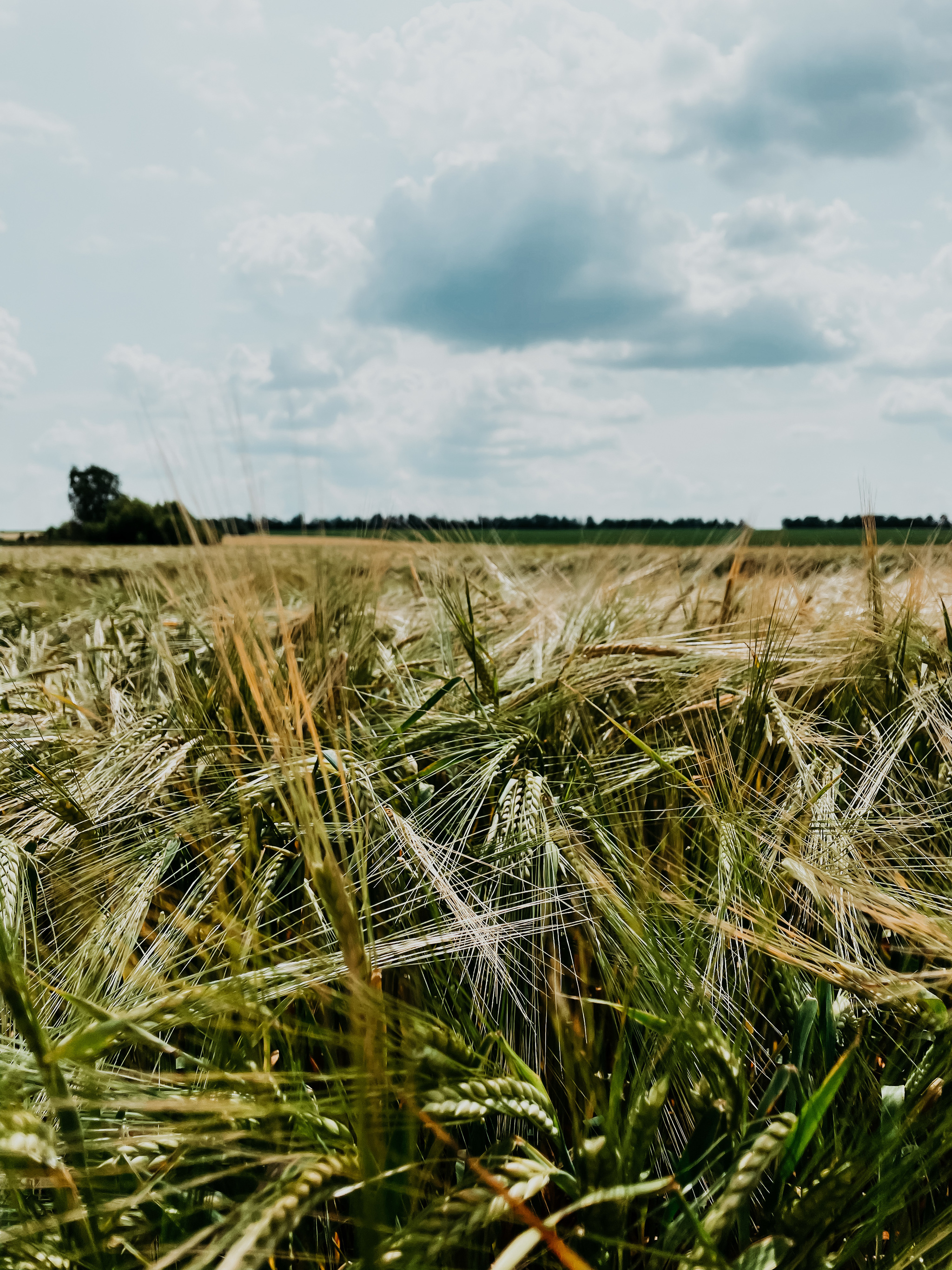 Gold fields - My, Russia, Lipetsk, The nature of Russia, Field, The photo