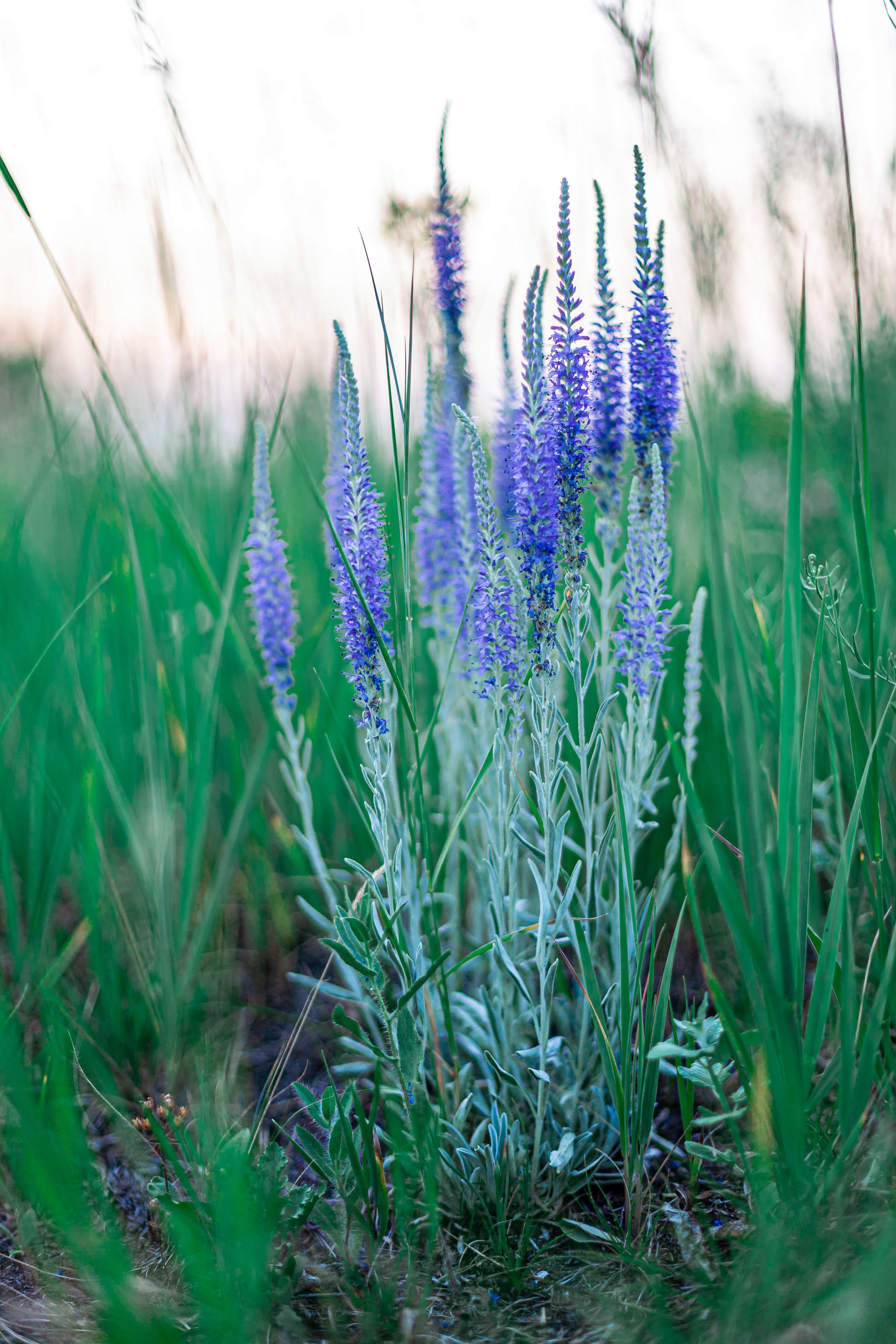 On the banks of the Irtysh - My, Flowers, Wildflowers, Longpost