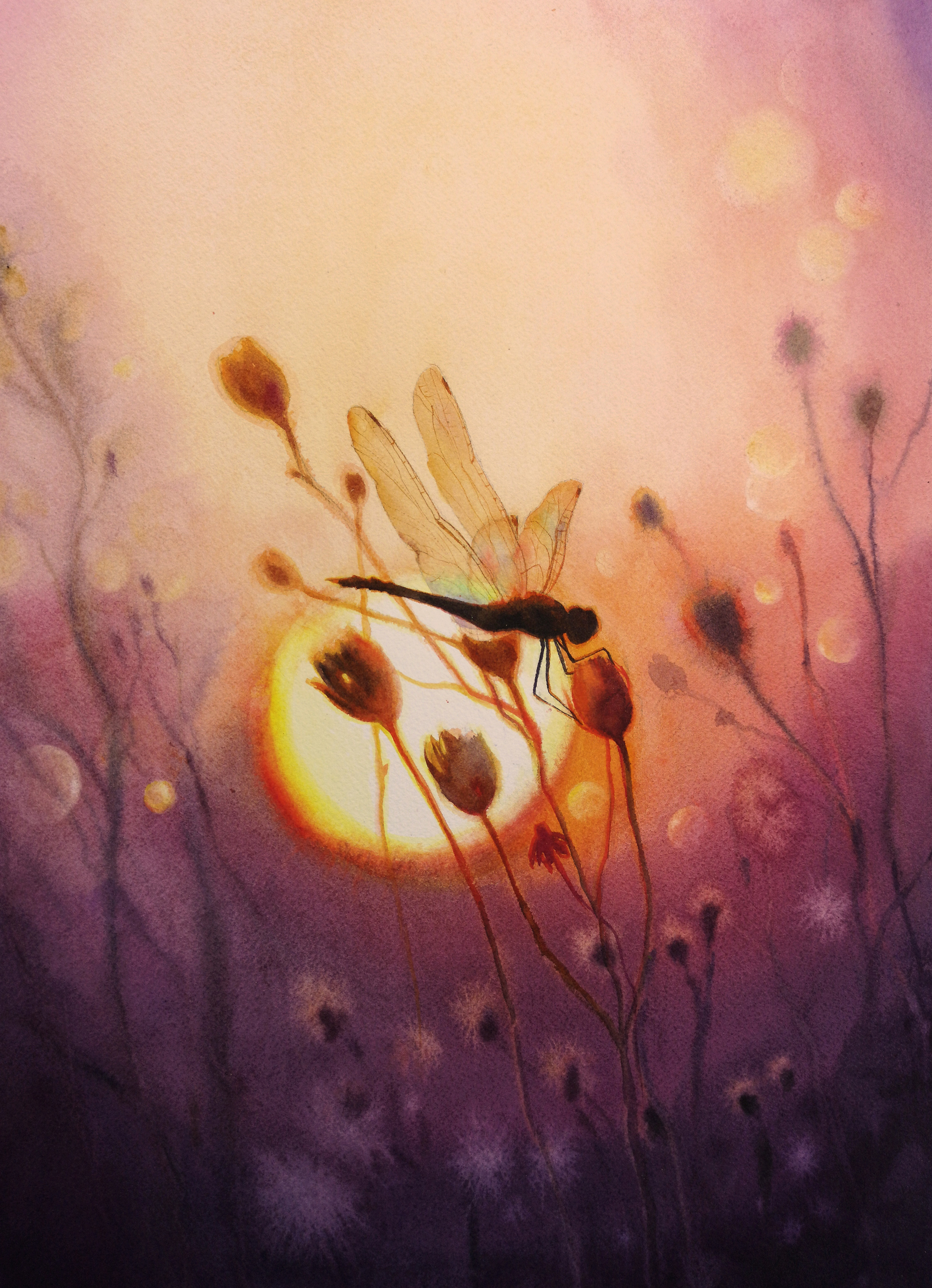 Summer evening. - My, Watercolor, Painting, Summer, Sunset, Dragonfly