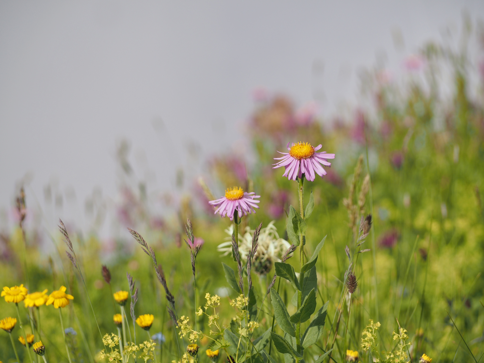 Summer - My, Flowers, Summer, beauty of nature