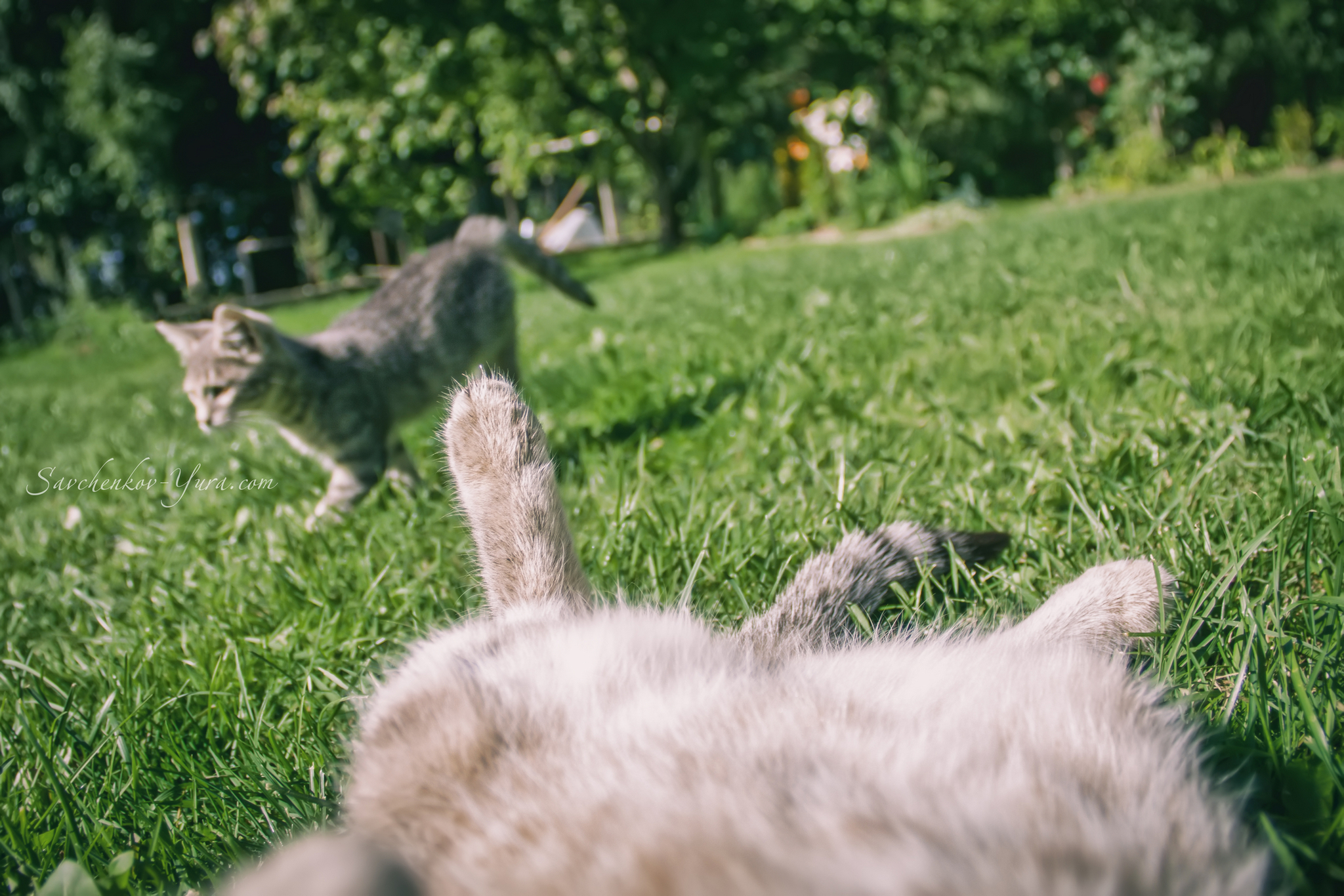 Resting with your beloved in the country - My, cat, Summer, Heat, The photo, Animals