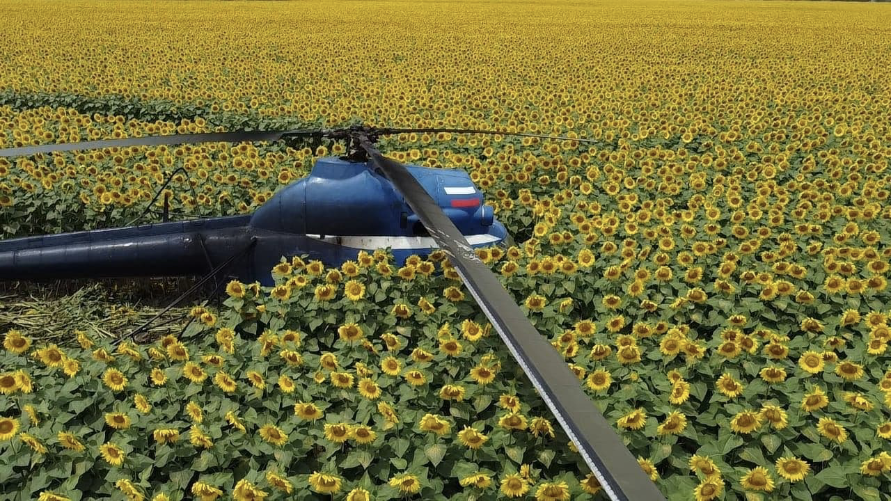 How do you like that, Vincent Willem van Gogh? - Helicopter, Aviation accidents, Handheld, Sunflower, van Gogh, beauty