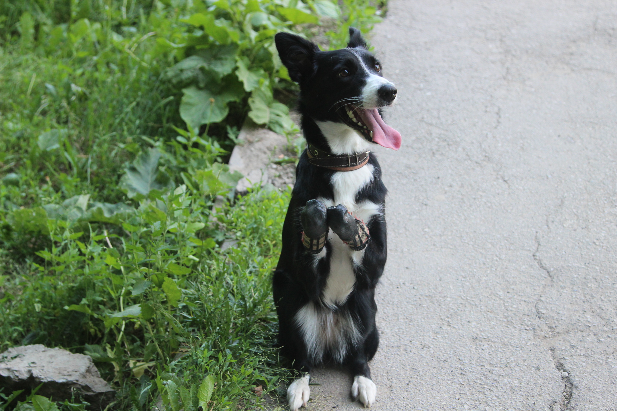 In Tula, a couple raises a dog with amputated front legs - My, The photo, Dog, Kindness, Longpost, Disabled person, Life stories