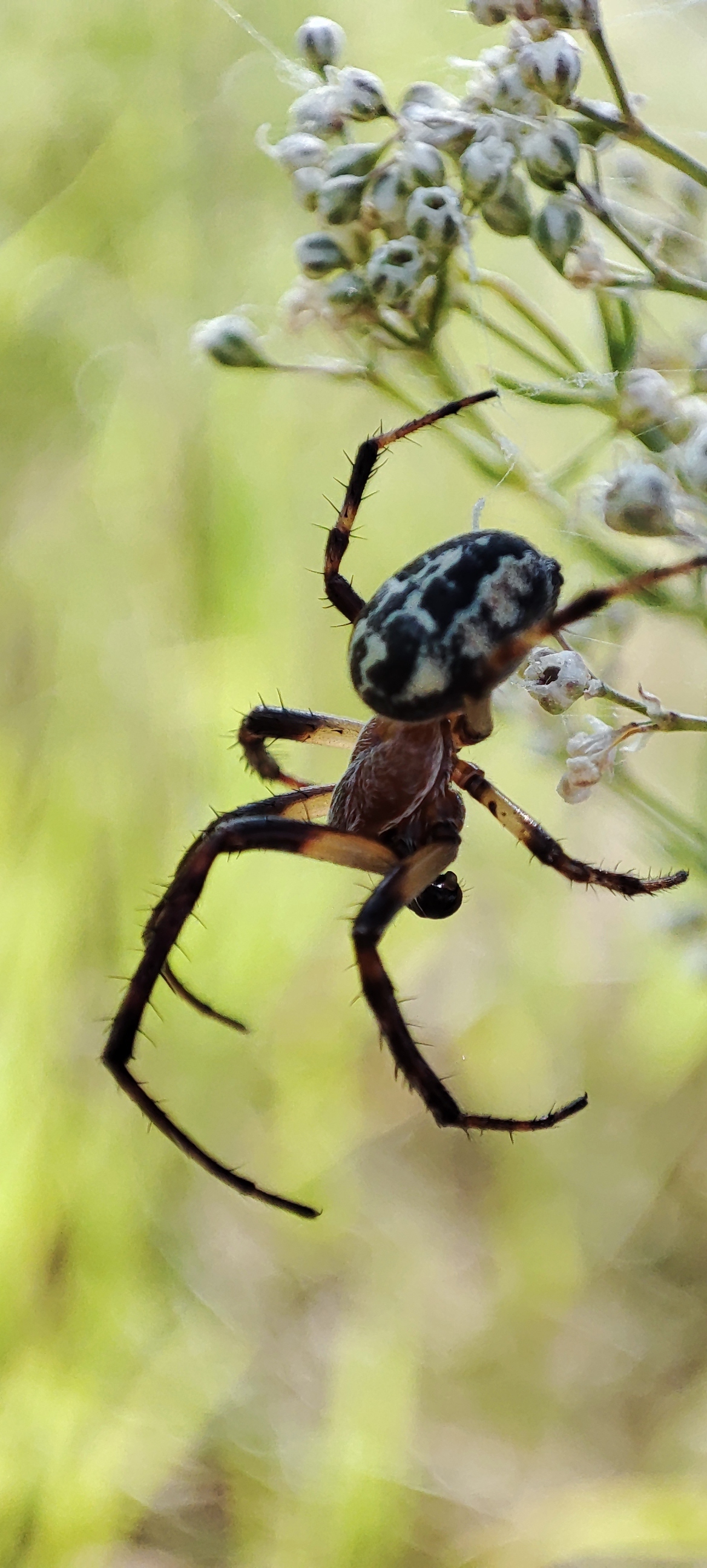 Bugs, spiders... - My, Nature, Mobile photography, Insects, Video, Longpost