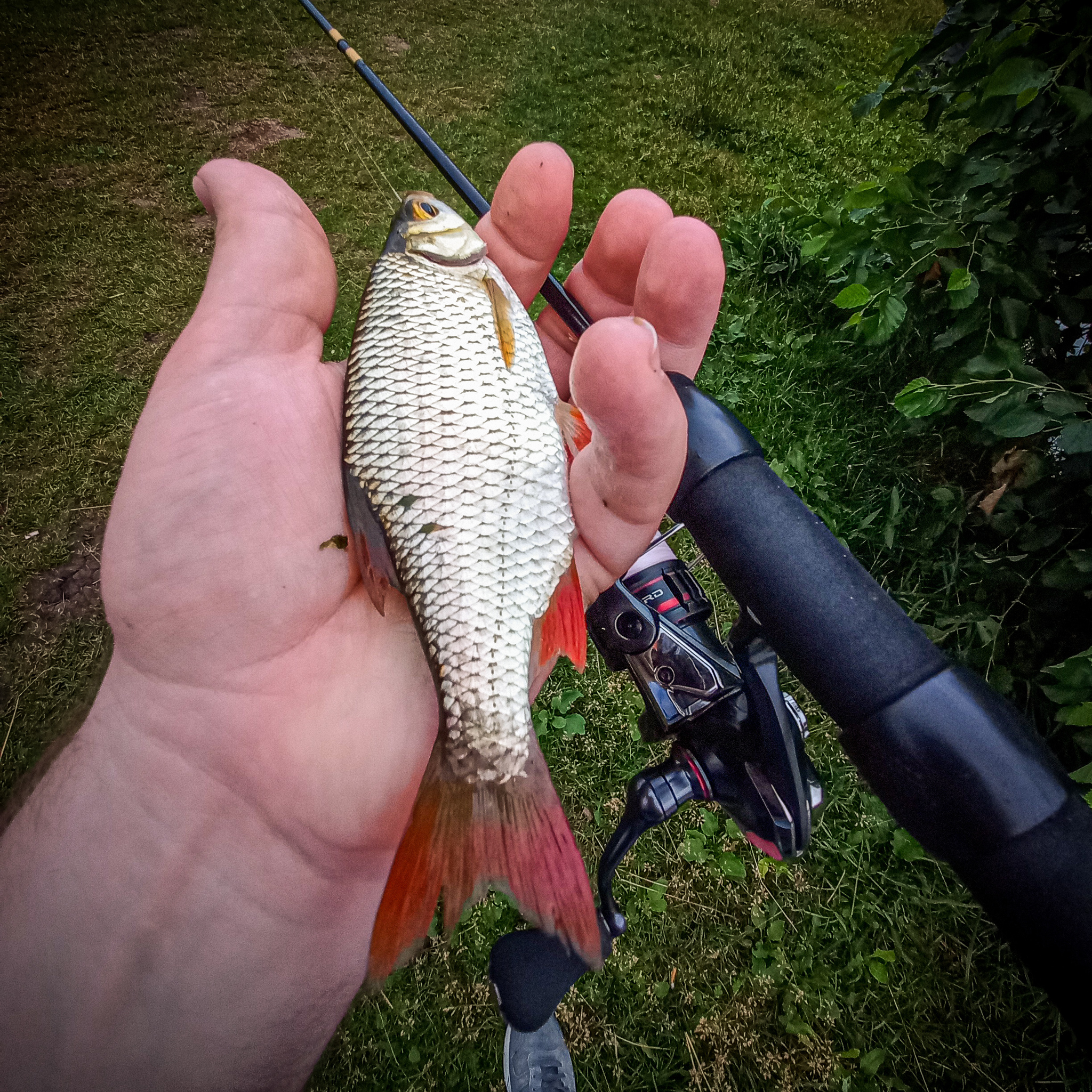 Features of catching redfin on spinning. - My, Redfish, Fishing, A fish, Spinning, Mormyshka, Lake, Video, Video blog