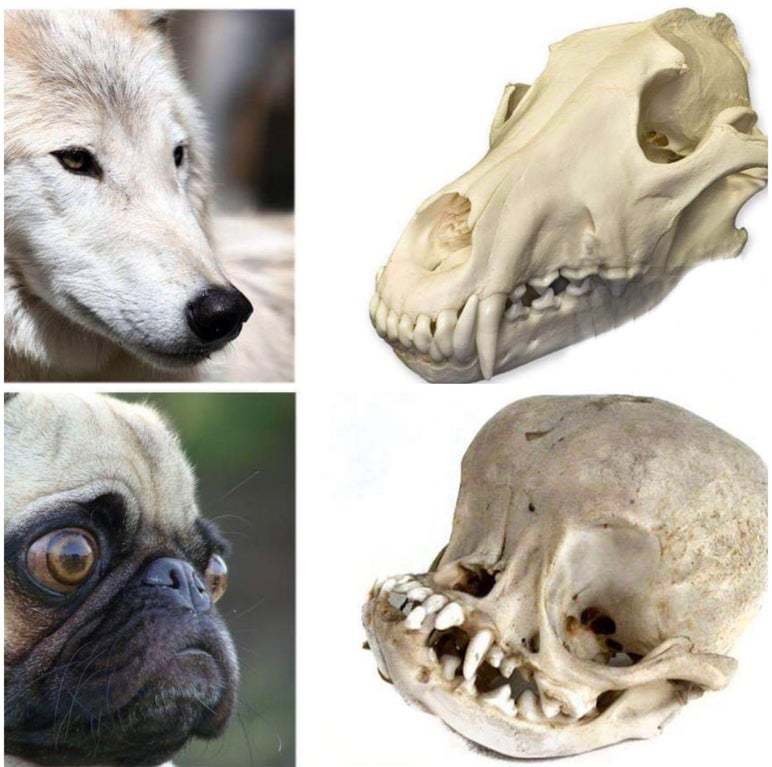 Natural selection versus artificial selection through selection - Dog, Pug, Pets, Scull