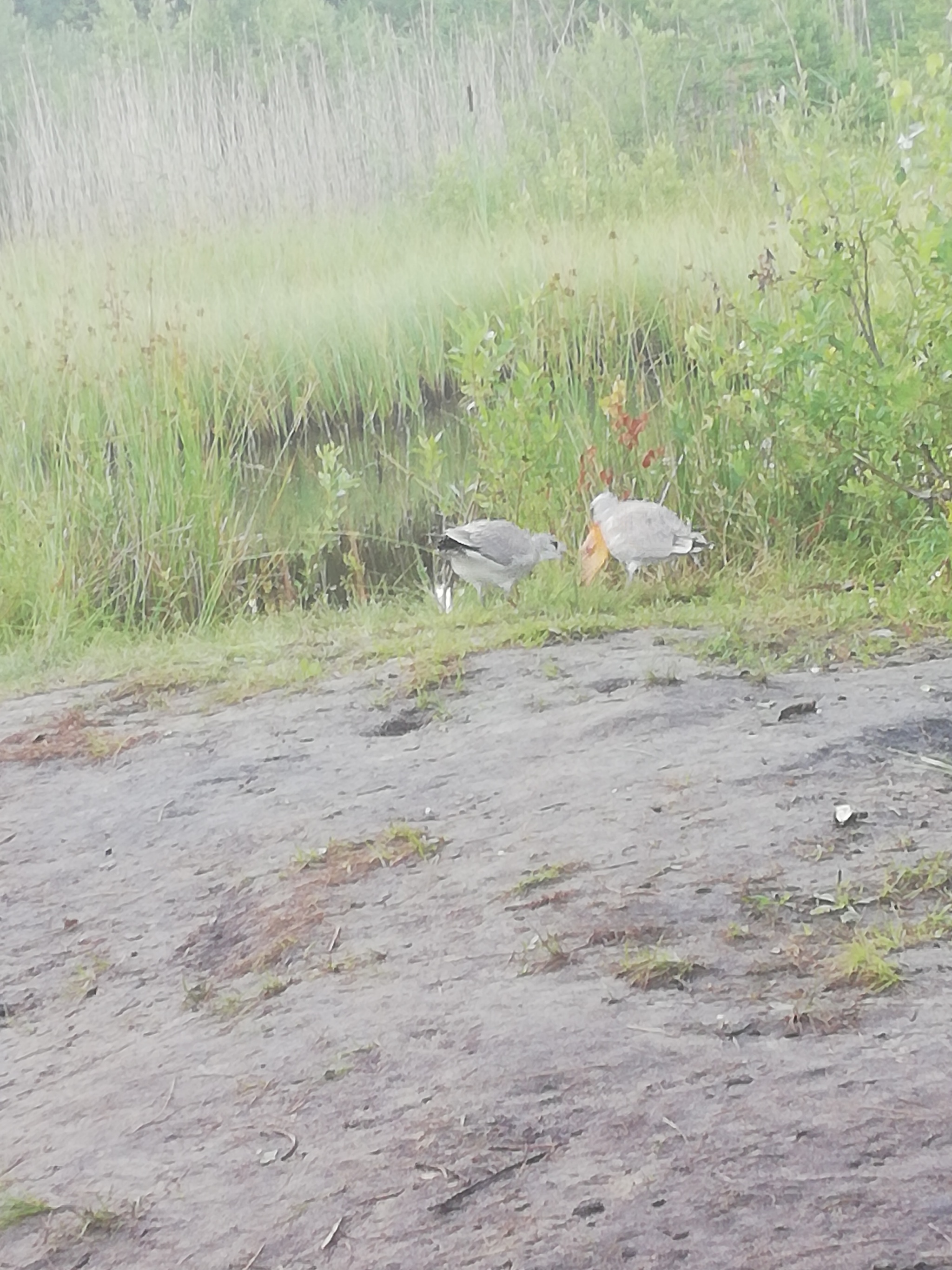 July mouth of Ladoga - Ladoga, Summer, Hedgehog, beauty, Sunset, Steamer, Seagulls, Longpost