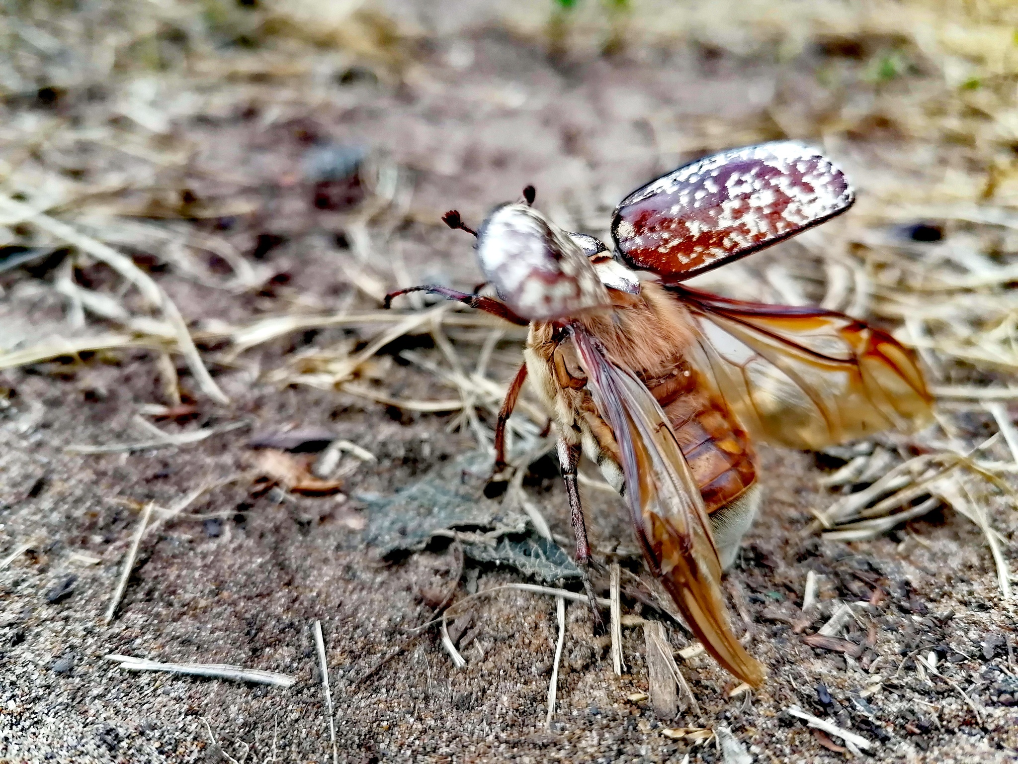 Chafer - My, Chafer, The photo, Longpost, Insects