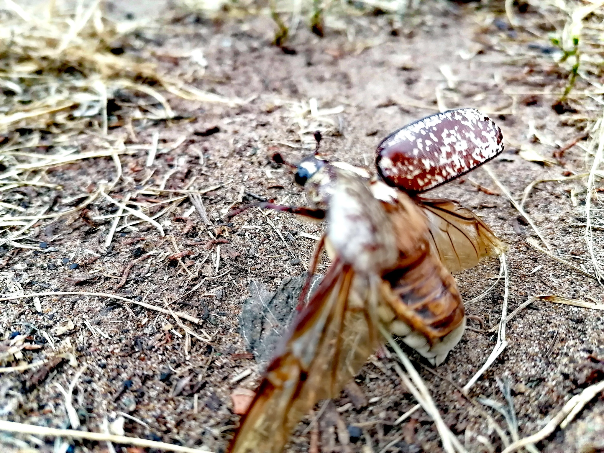 Chafer - My, Chafer, The photo, Longpost, Insects