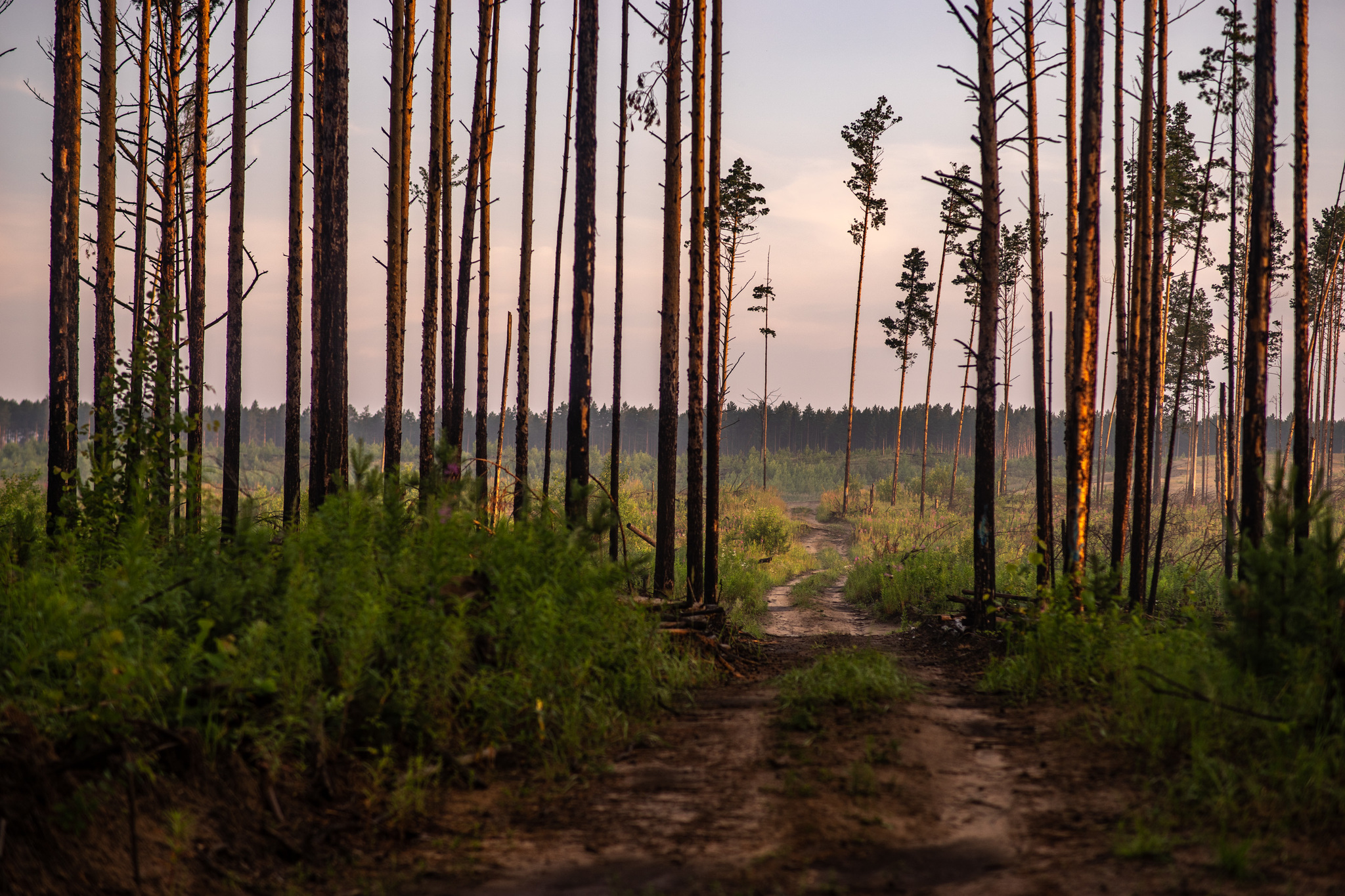 Dawn in Siberia - My, Forest, dawn, Fog, The sun, Landscape, Siberia, Nature, Morning, Longpost