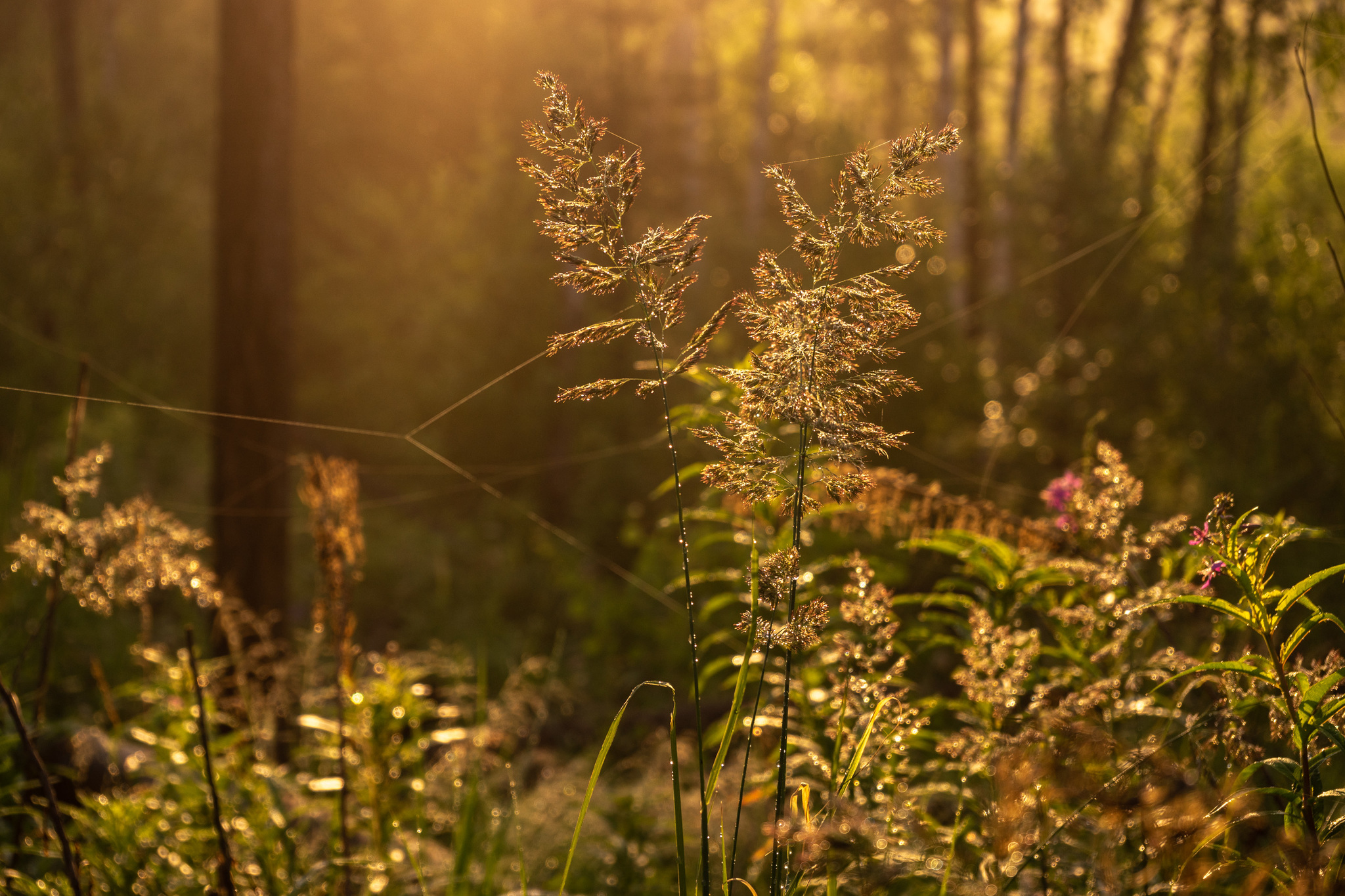 Dawn in Siberia - My, Forest, dawn, Fog, The sun, Landscape, Siberia, Nature, Morning, Longpost